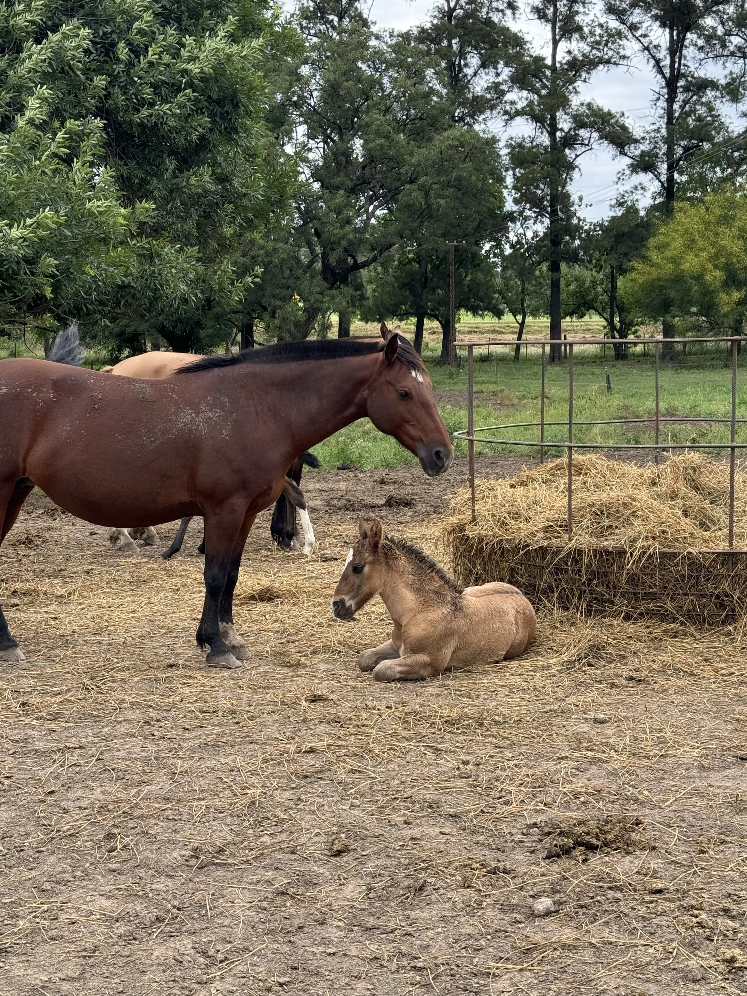 When you are the wild horse.