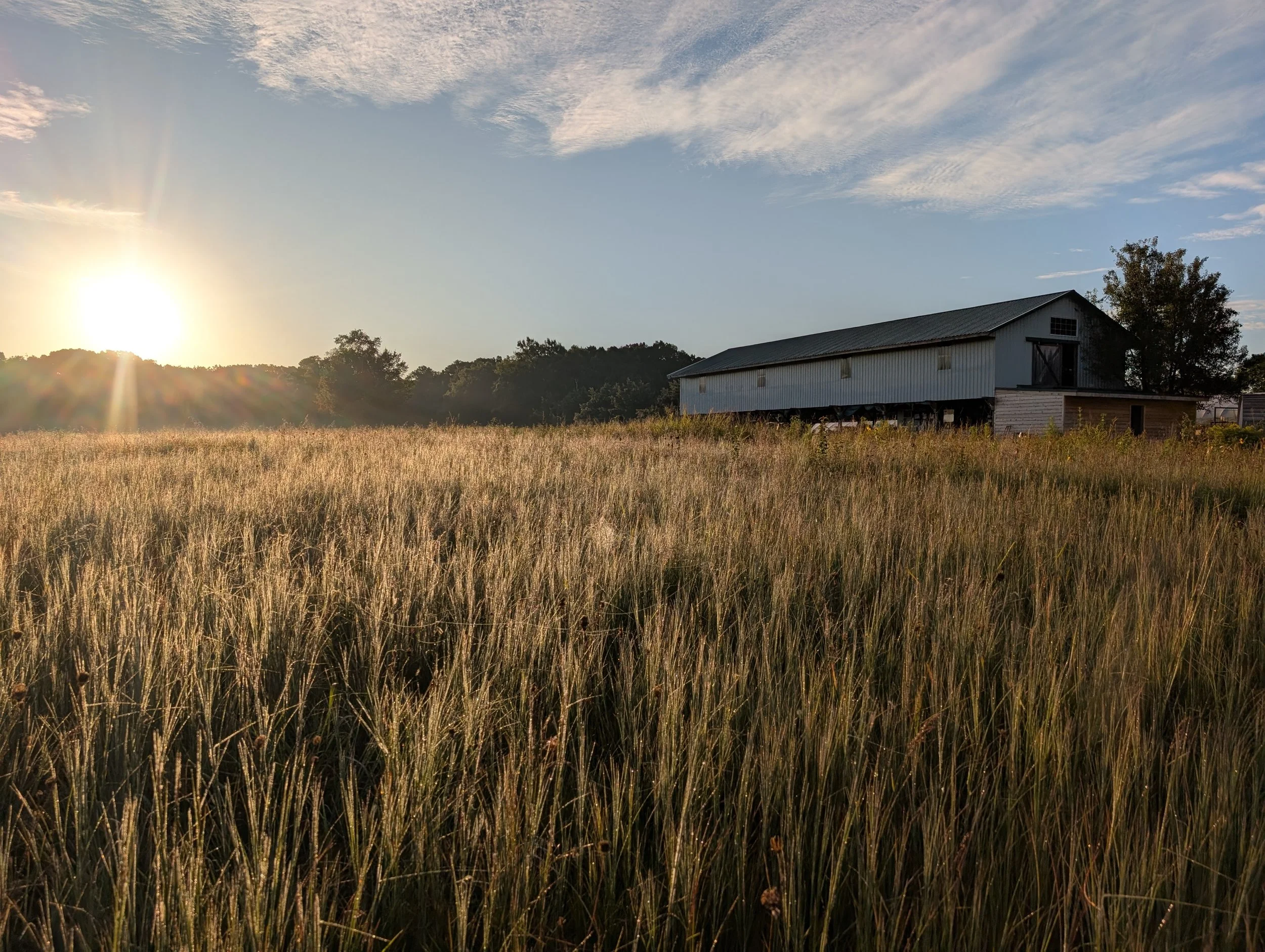 Wellness: Barn Yoga