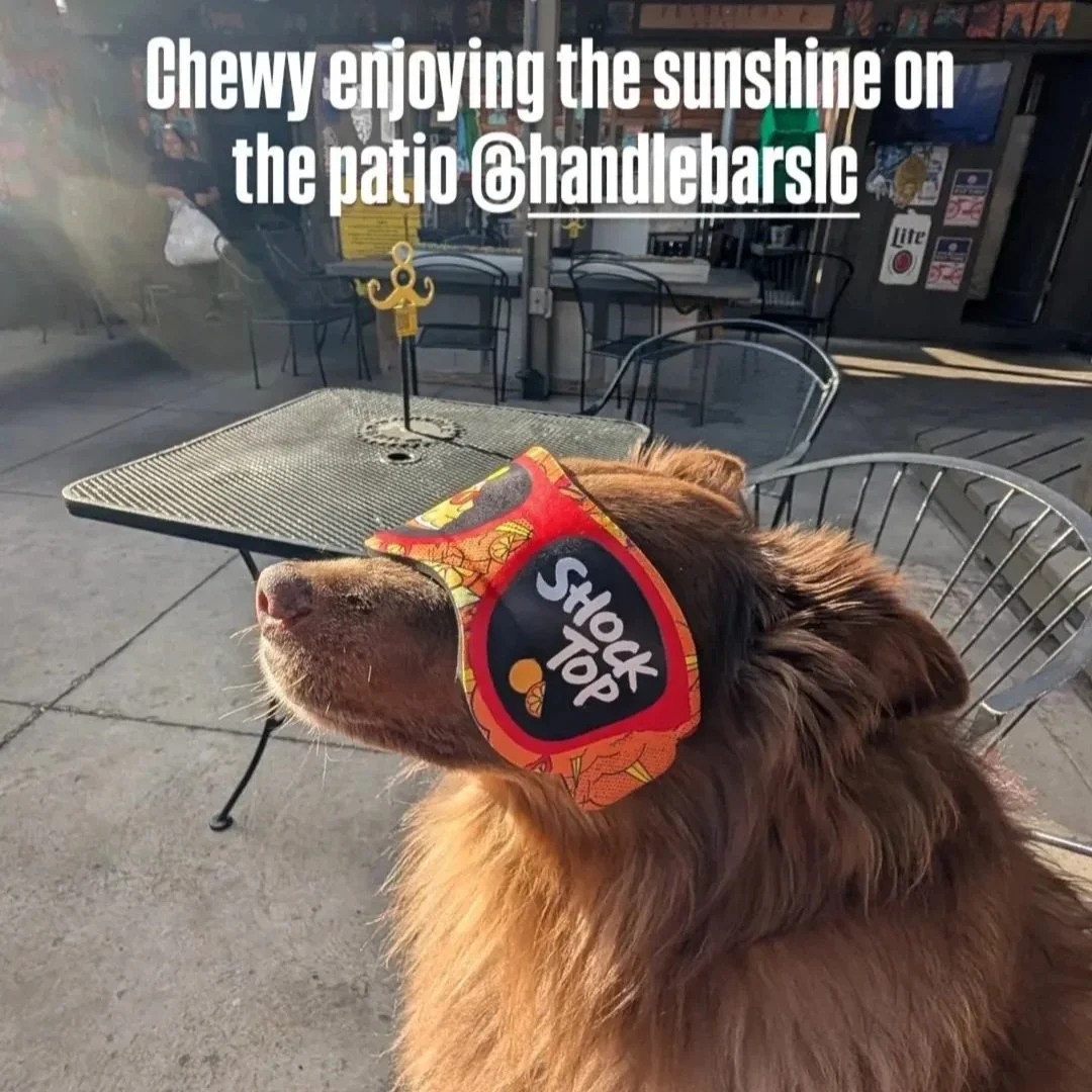 A dog wearing sunglasses that say 'Shock Top' is enjoying sunshine on a patio, sitting at a metal table with chairs around it.