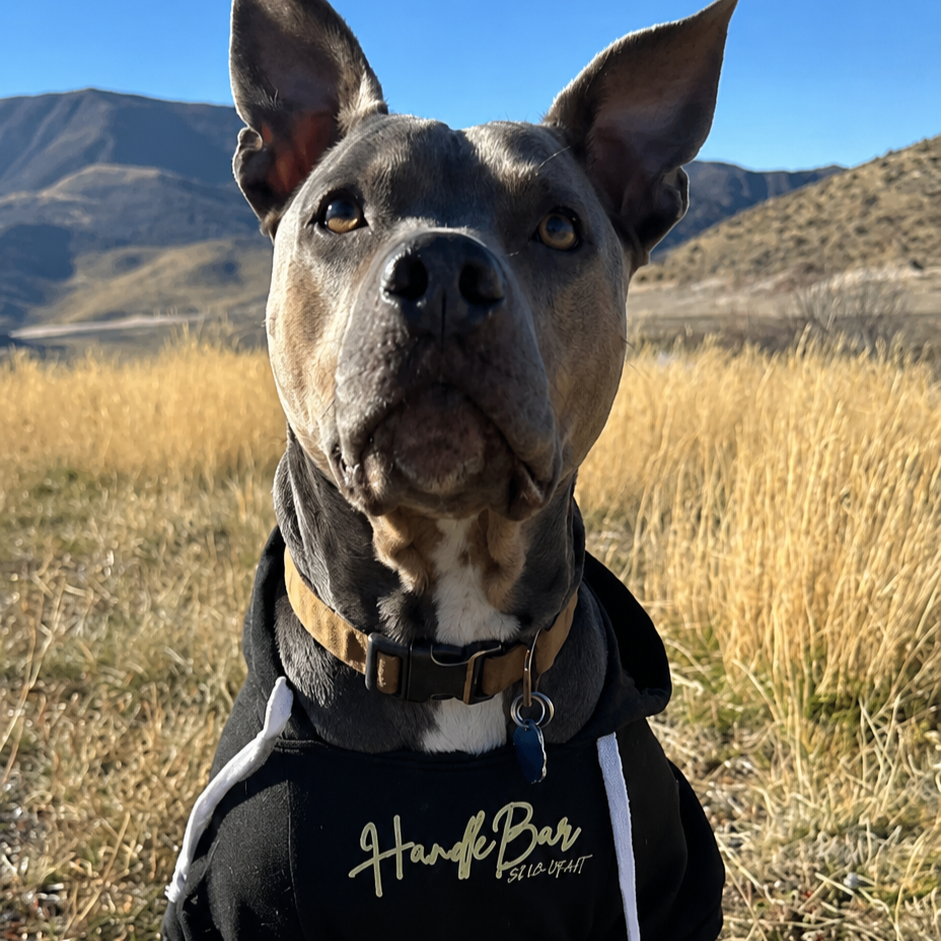 Close-up of a gray and white dog with large ears, wearing a black hoodie with white writing, outside in a grassy field with mountains in the background on a sunny day.