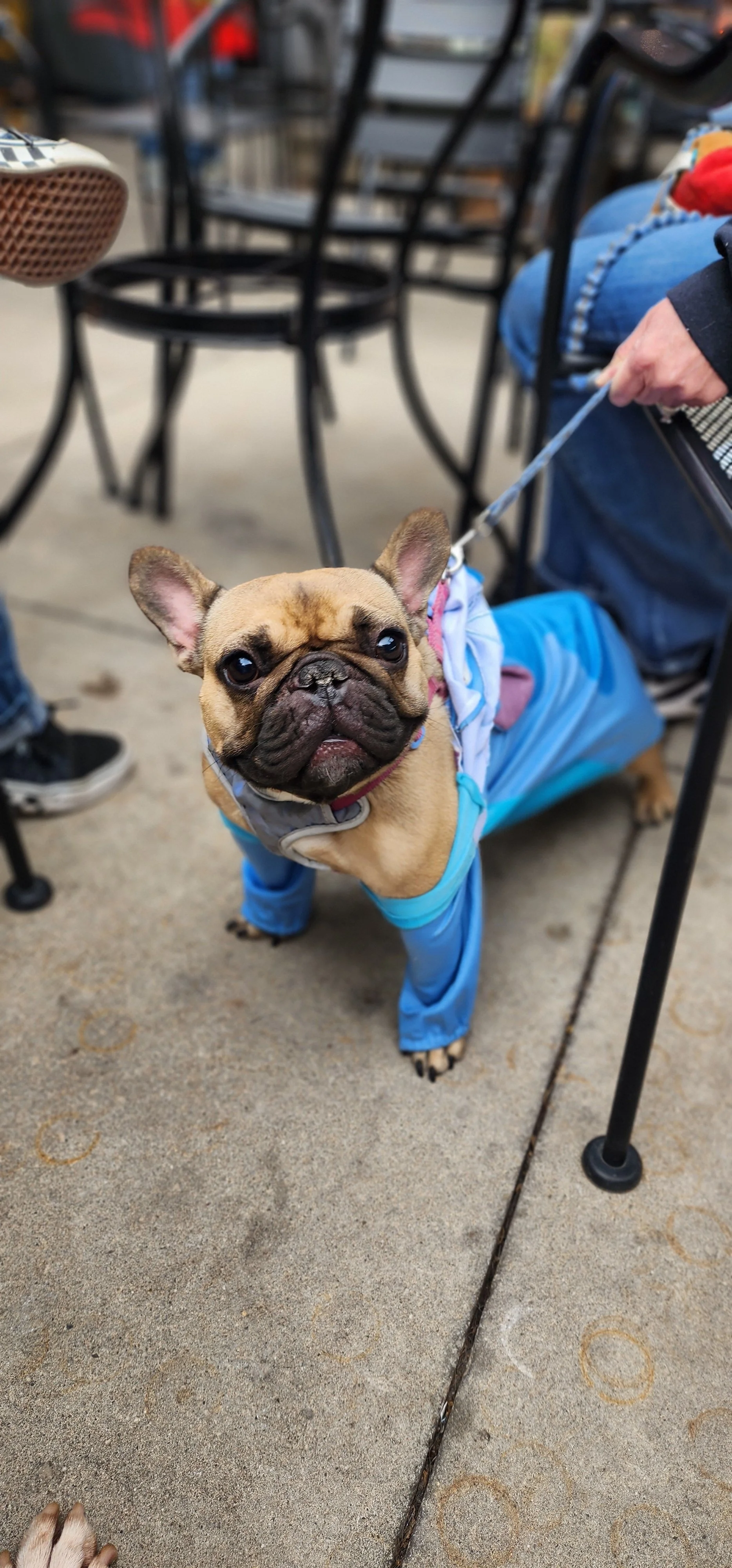 A small French Bulldog wearing a blue raincoat standing on a concrete sidewalk, with chairs and people in the background.