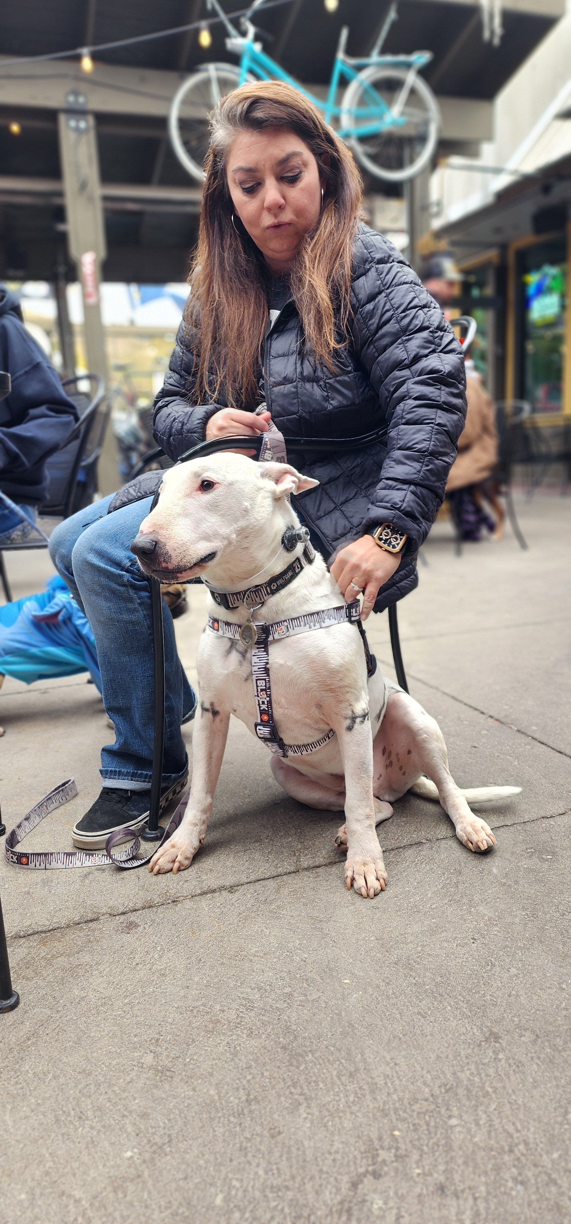 A woman with long brown hair, wearing a black quilted jacket and blue jeans, is sitting on a chair outside. She is holding a white dog with a black harness and measuring tape design and a collar, sitting on the ground. The dog is a Bull Terrier breed