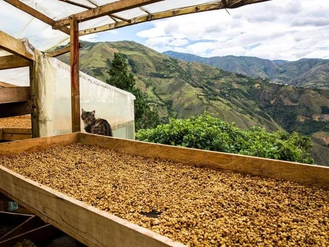 aponte-honey-header.jpg