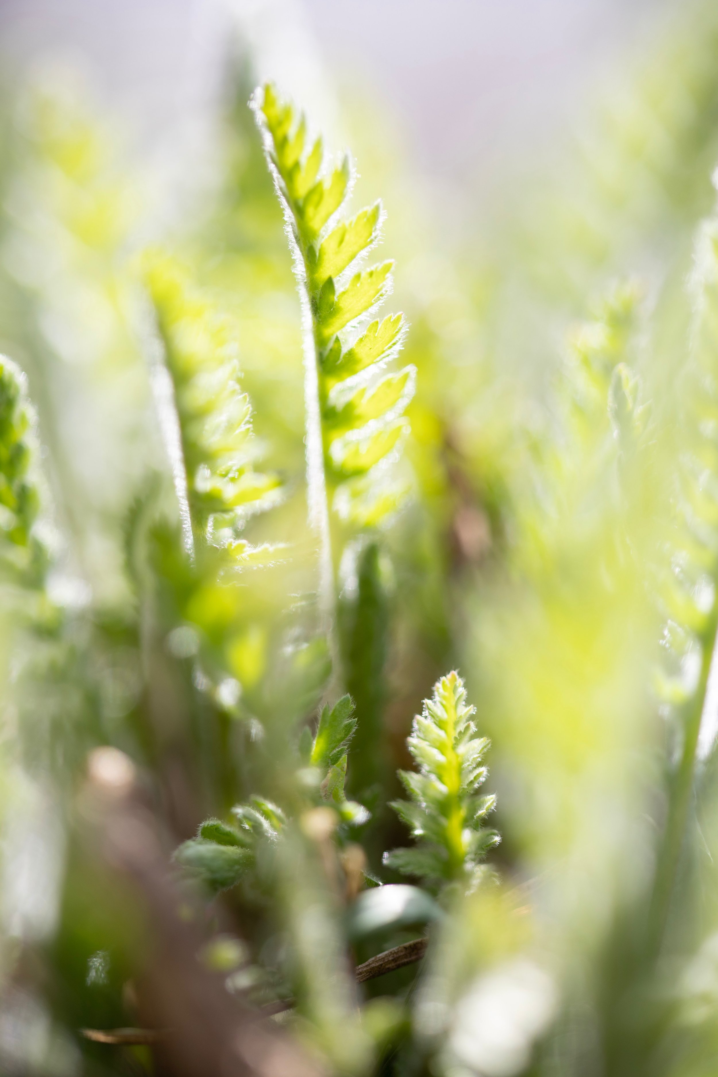 Ferns.jpg