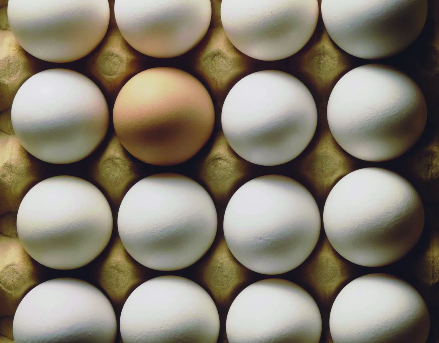 Rose Acre Farms Egg White Powder Eggs & Egg Products — Rose Acre Farms - The Good Egg People