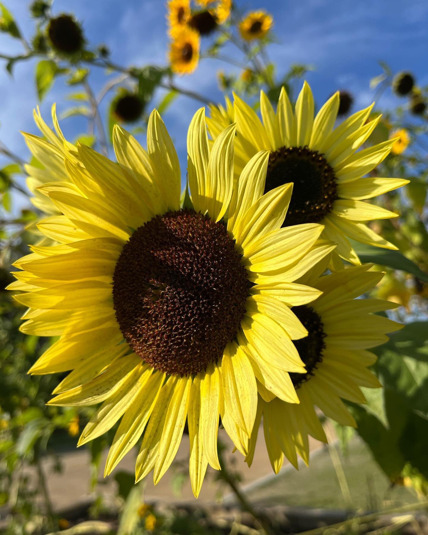Look at these beauts. 

Nature is the best medicine.

#sunflower #highvibes