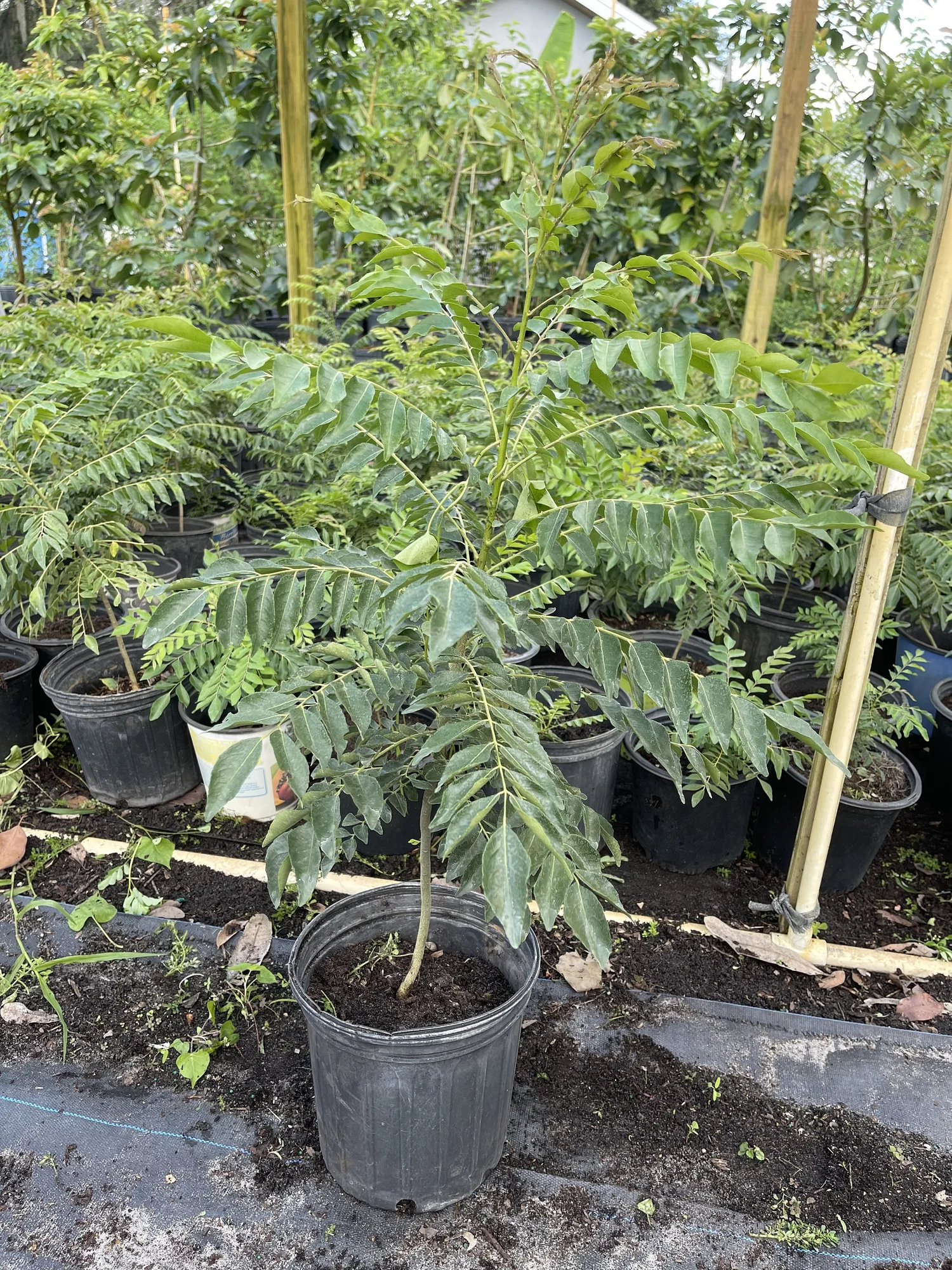 CURRY PLANT 2 feet tall.  Tampa Nursery and Water Gardens (Vn Tri Cy  Florida )