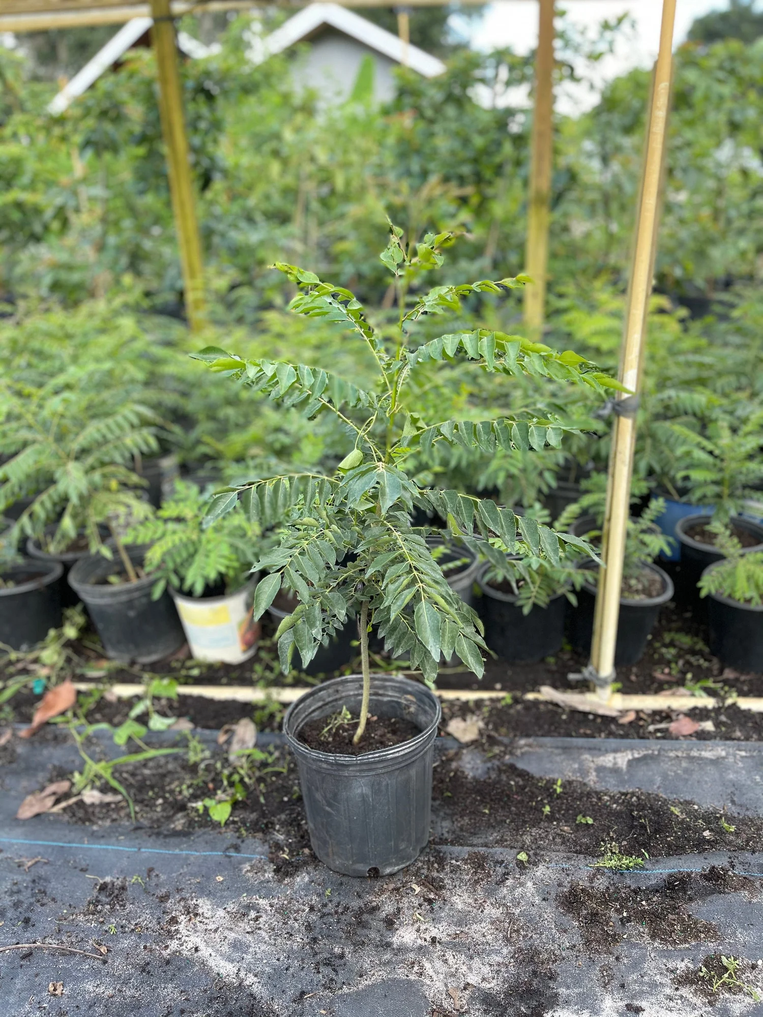 olivenbaum halbschatten Olivenbaum Olea Europaea Pom Pon Plateau | 160cm