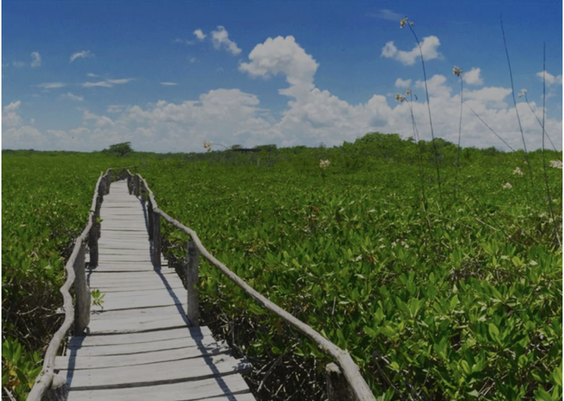 Mangrove Tour