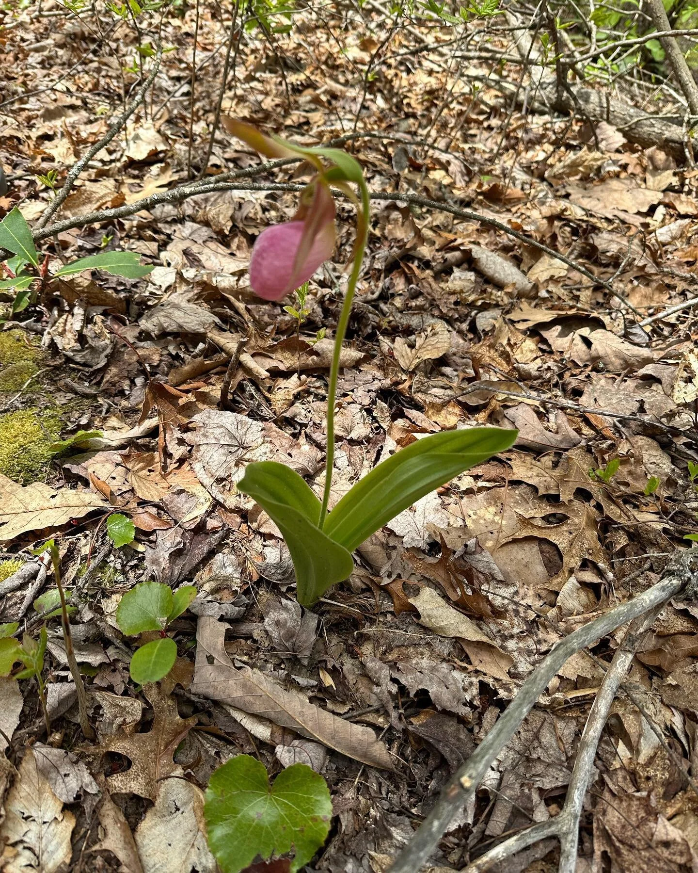 It was a huge shock to see a Lady Slipper next to the trail yesterday! I didn't know they could be found this far south. We exited the Smokies and are making our way to Hot Springs where we will take a well-deserved Zero. A couple of blisters that wi