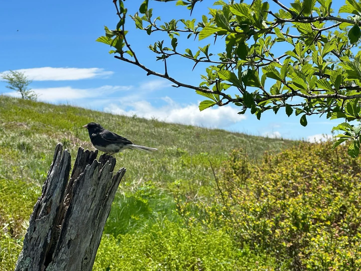 Erwin, TN!

We made it to Erwin! If you know us, you know we made it to Erwin in 2013, then came off the trail, and regretted that decision ever since. Today, we are back! We will take tomorrow to visit Trail Days in Damascus, and be back on trail Su