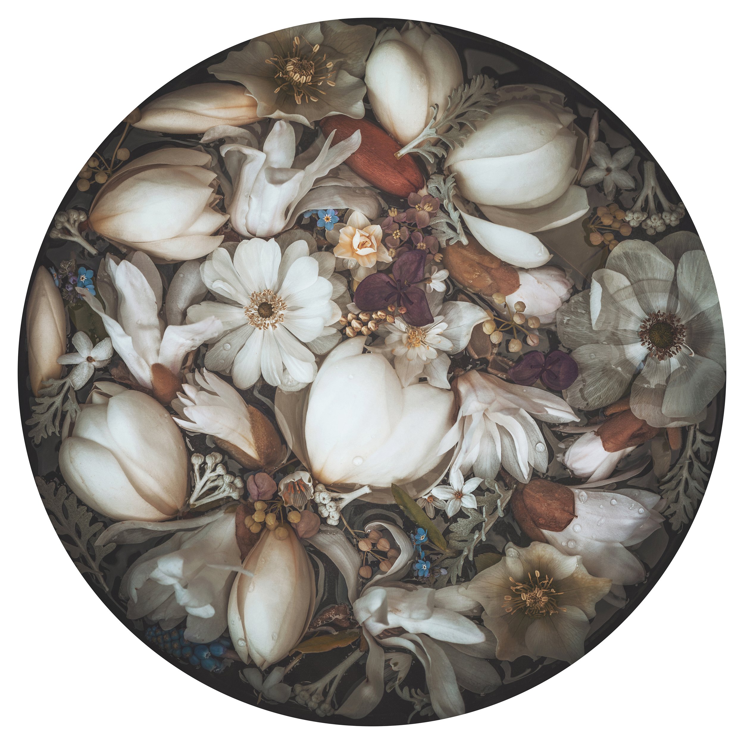 Magnolias submerged in water, fine art print