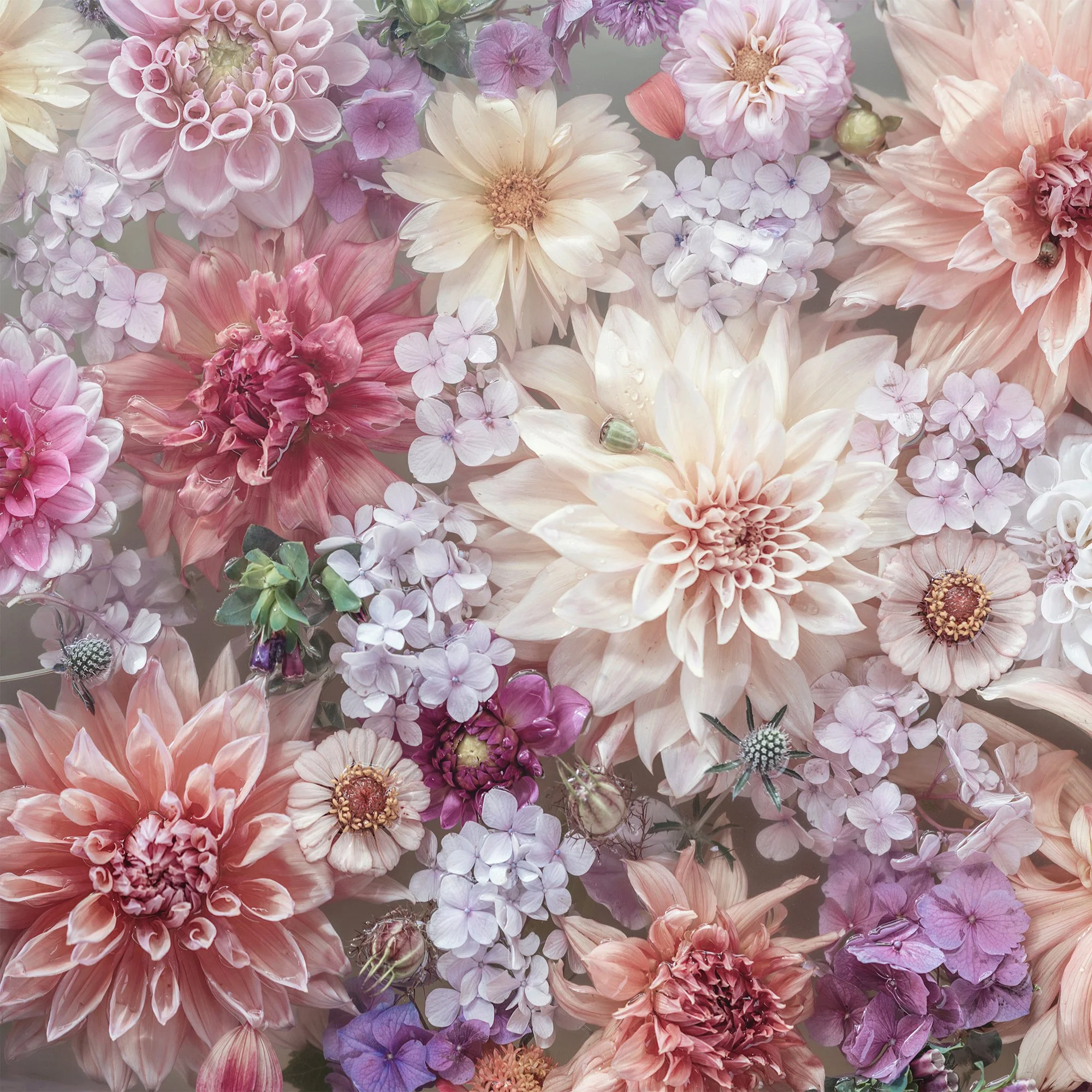 DahliaInPastel.jpg
