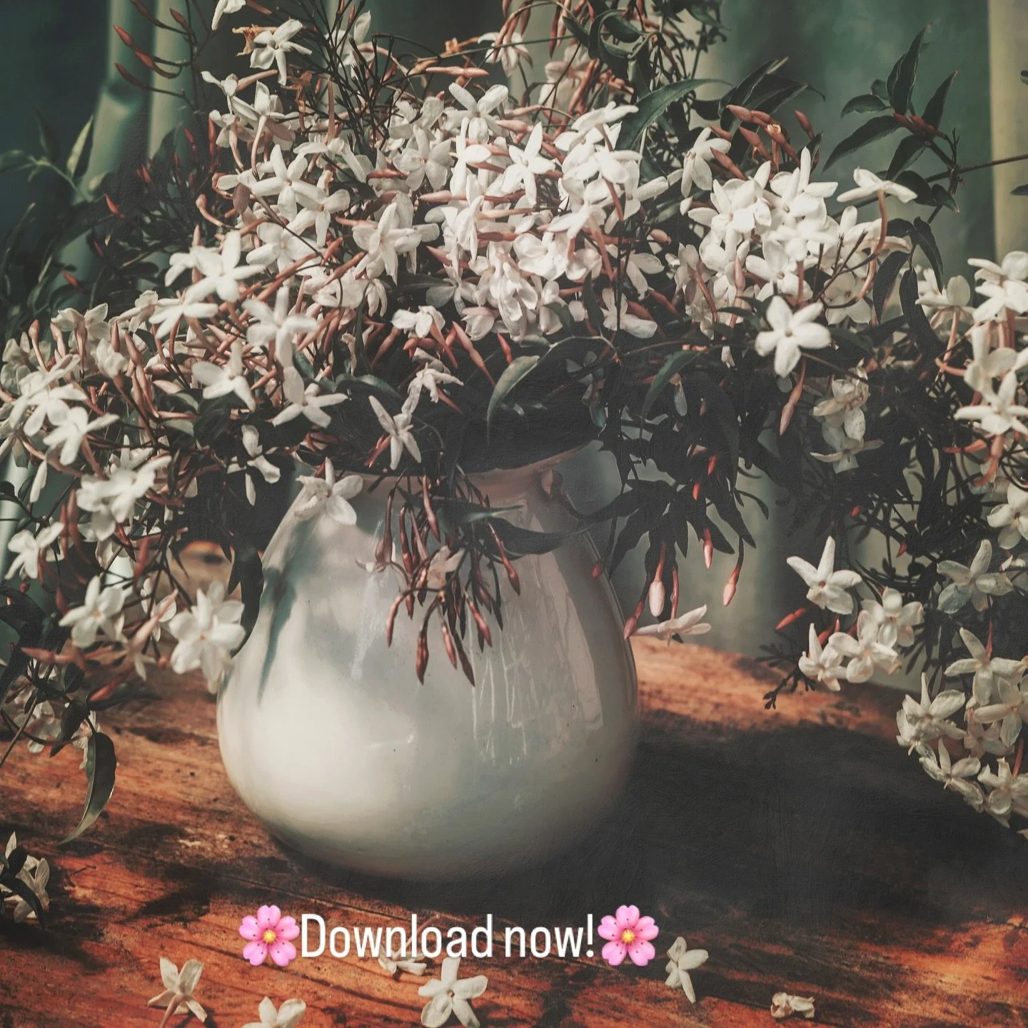 Jasmine ~ September Download now available! 

Regrettably US shipping 🇺🇸 is paused for now. 

Consider printing with a local reputable shop to save on shipping 🌸
#fineart #floralprints #downloadnow #mdewitphotography #Jasmine