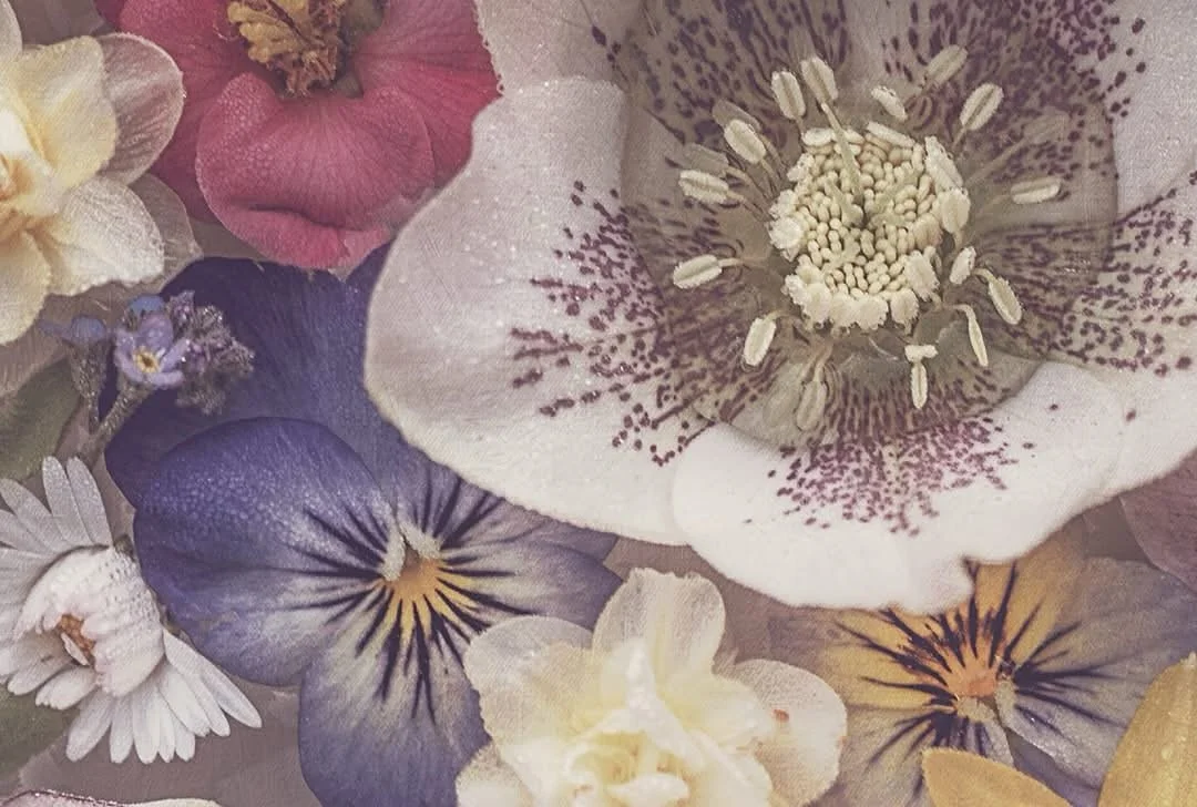 The little things are everything 🌸
💯 zoom - &ldquo;Fairy-dust&rdquo;

#fineartflowers #botanica #botanical #floral #spring