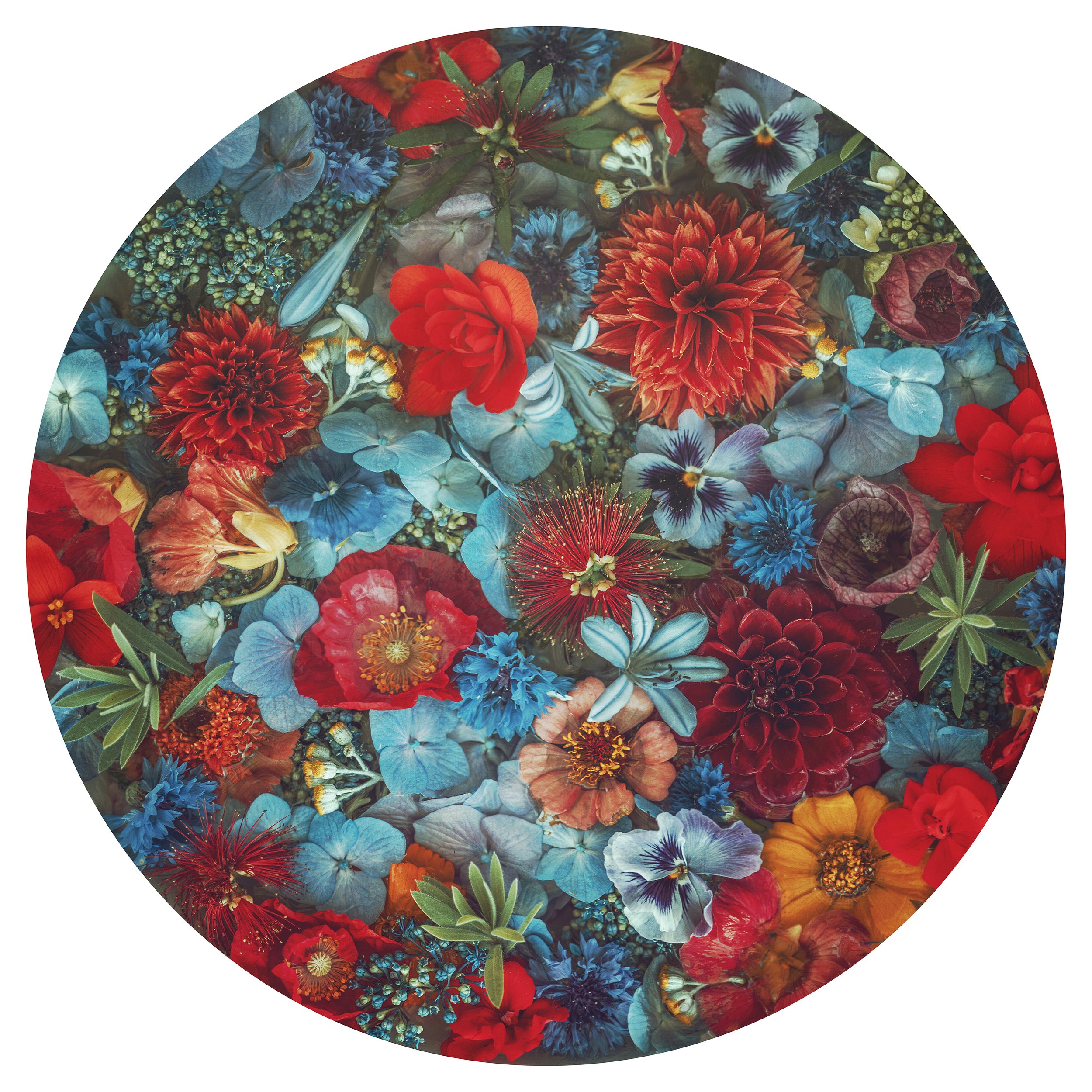 Vibrant Pohutakawa and Dahlias bloom around us, each petal reflecting summer's warmth. In this colourful space