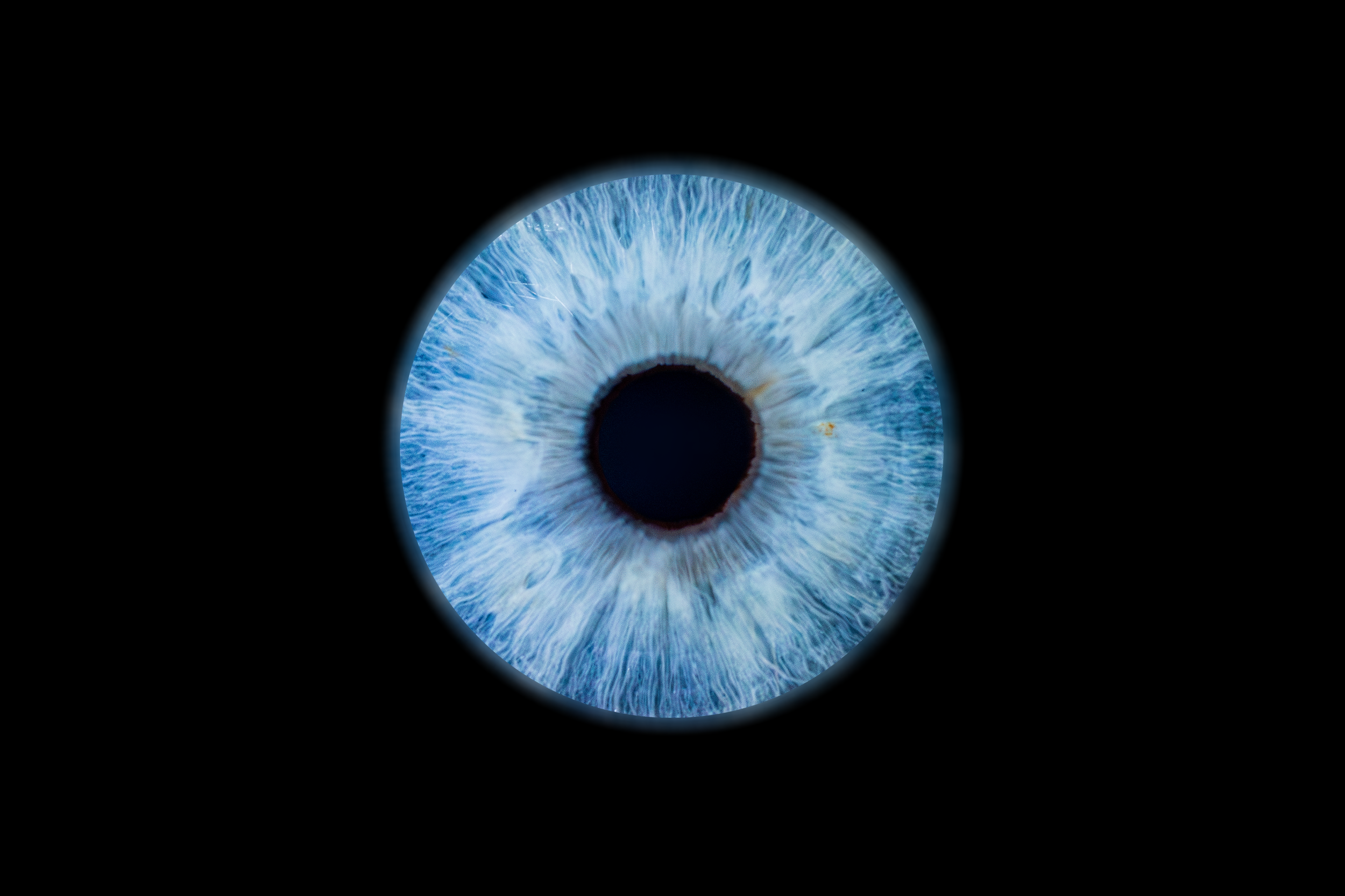 Iris Patrick.png