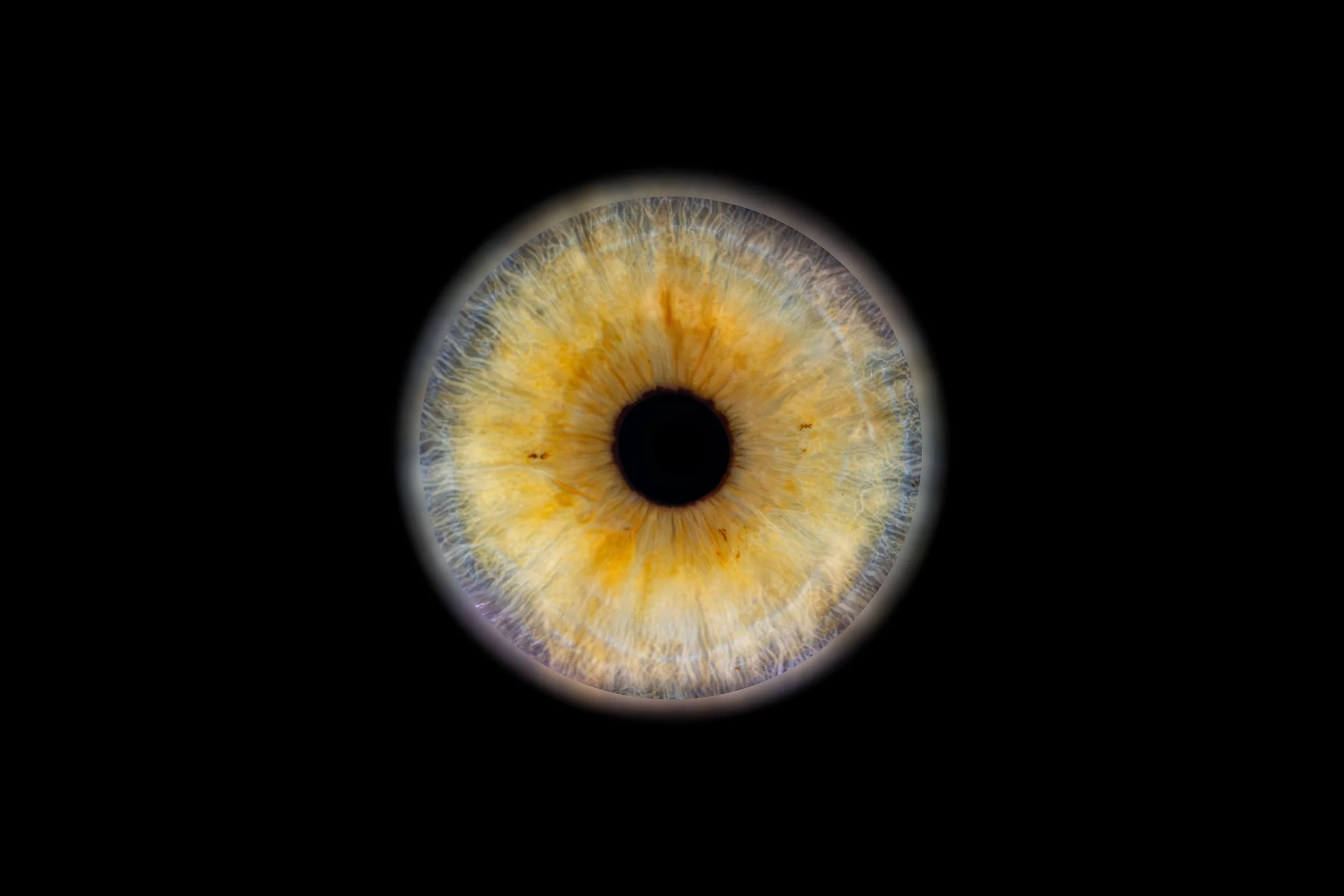 iris Elora.jpg