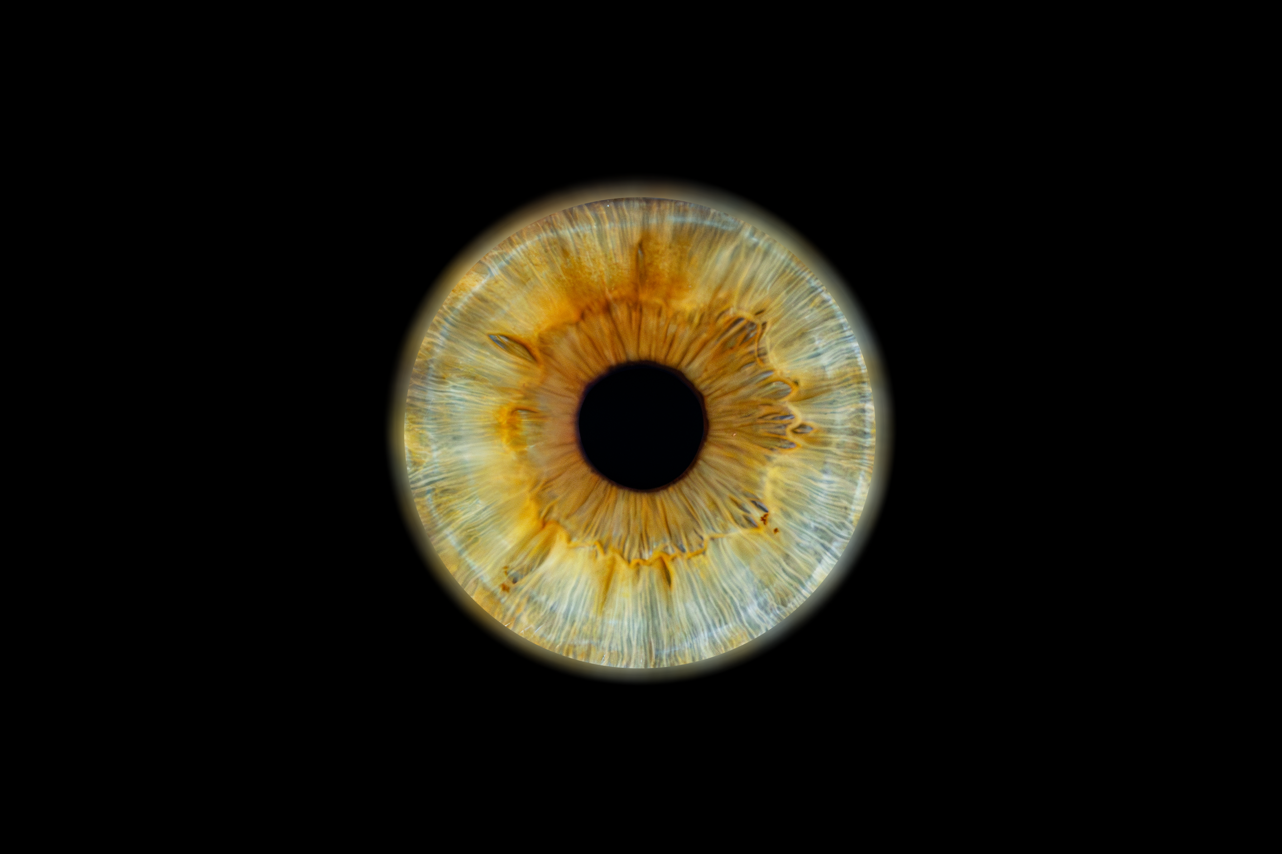 Iris Laïa.png