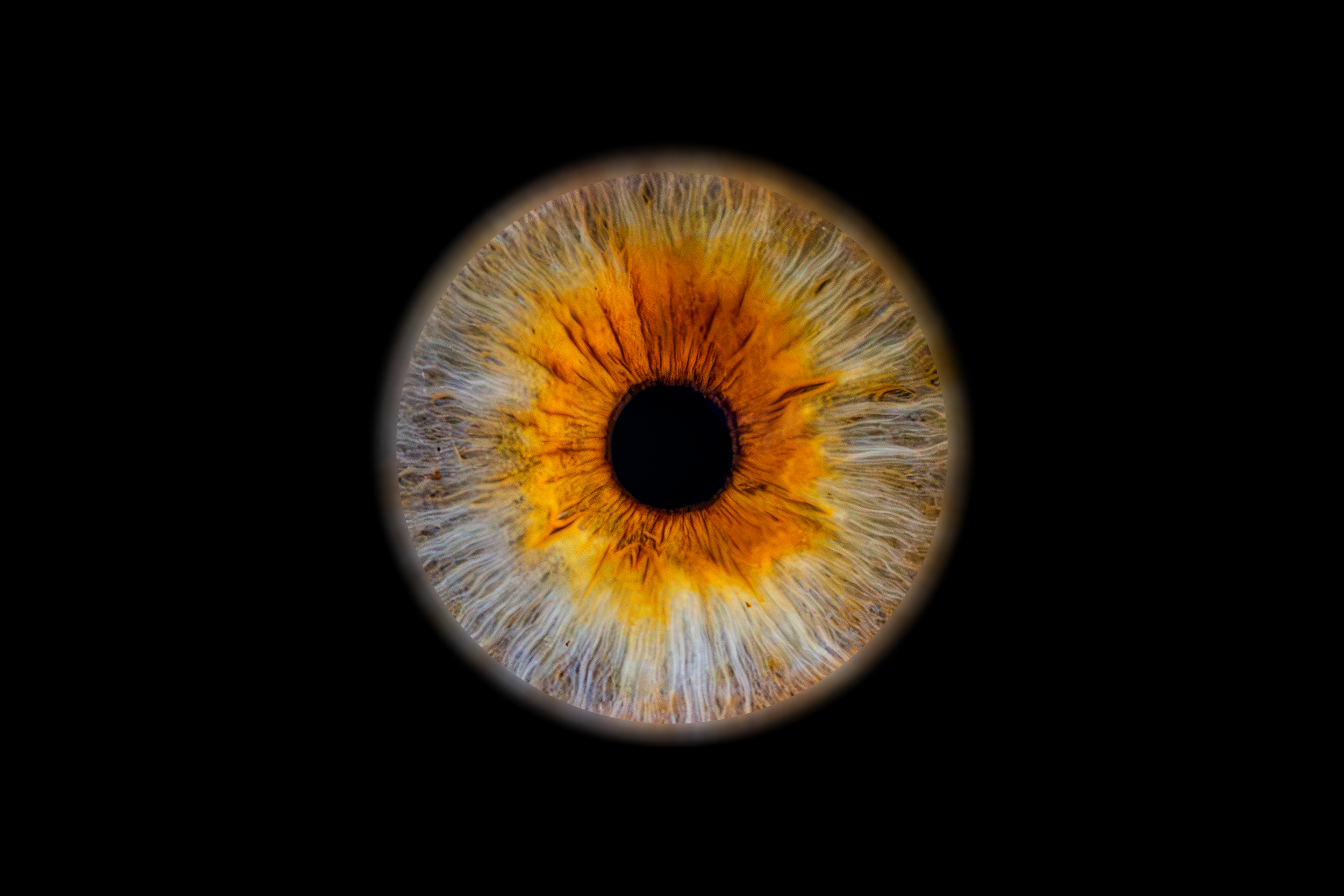 Iris Laurent 2.png