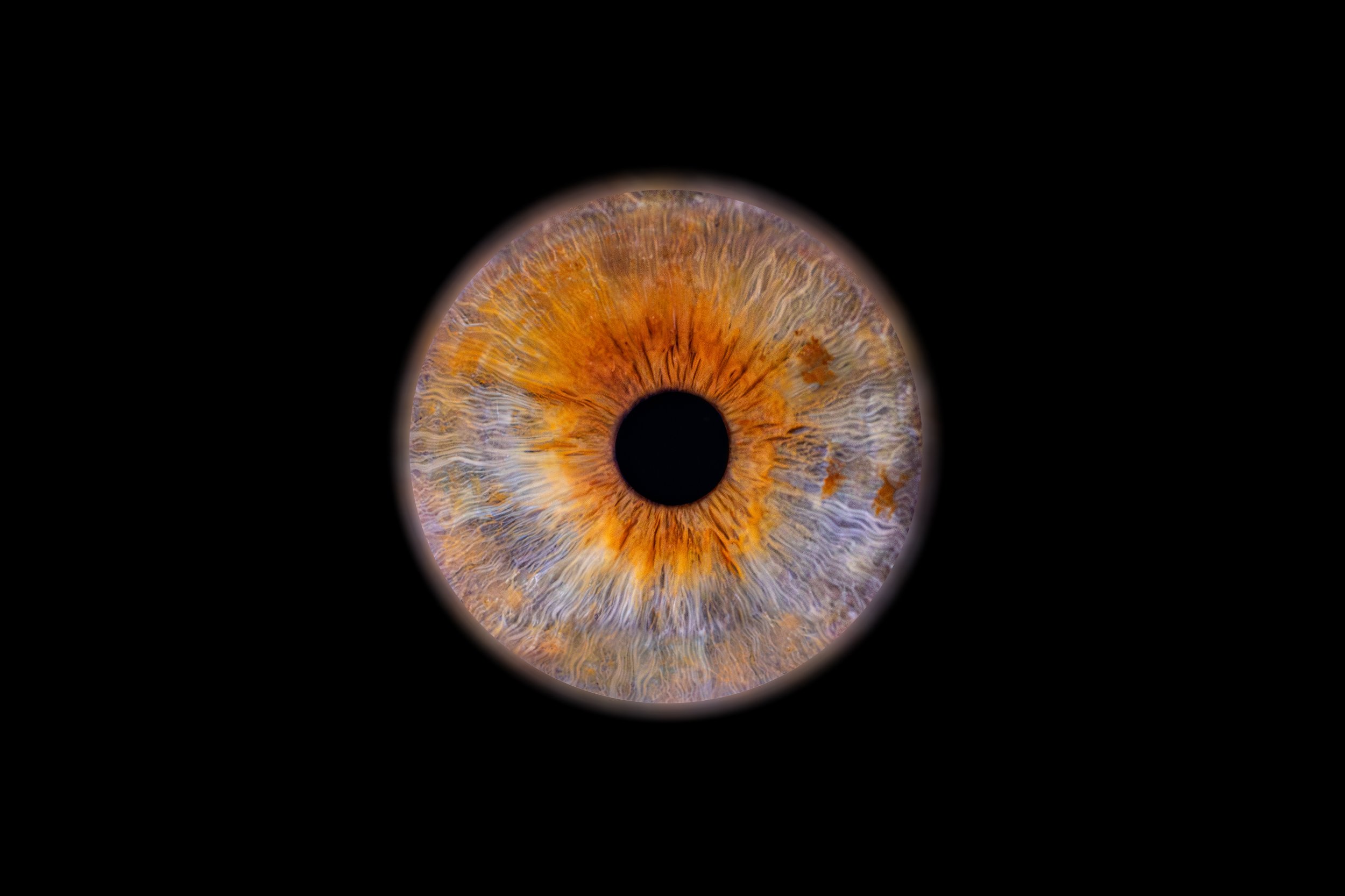 Iris Victoria.jpg