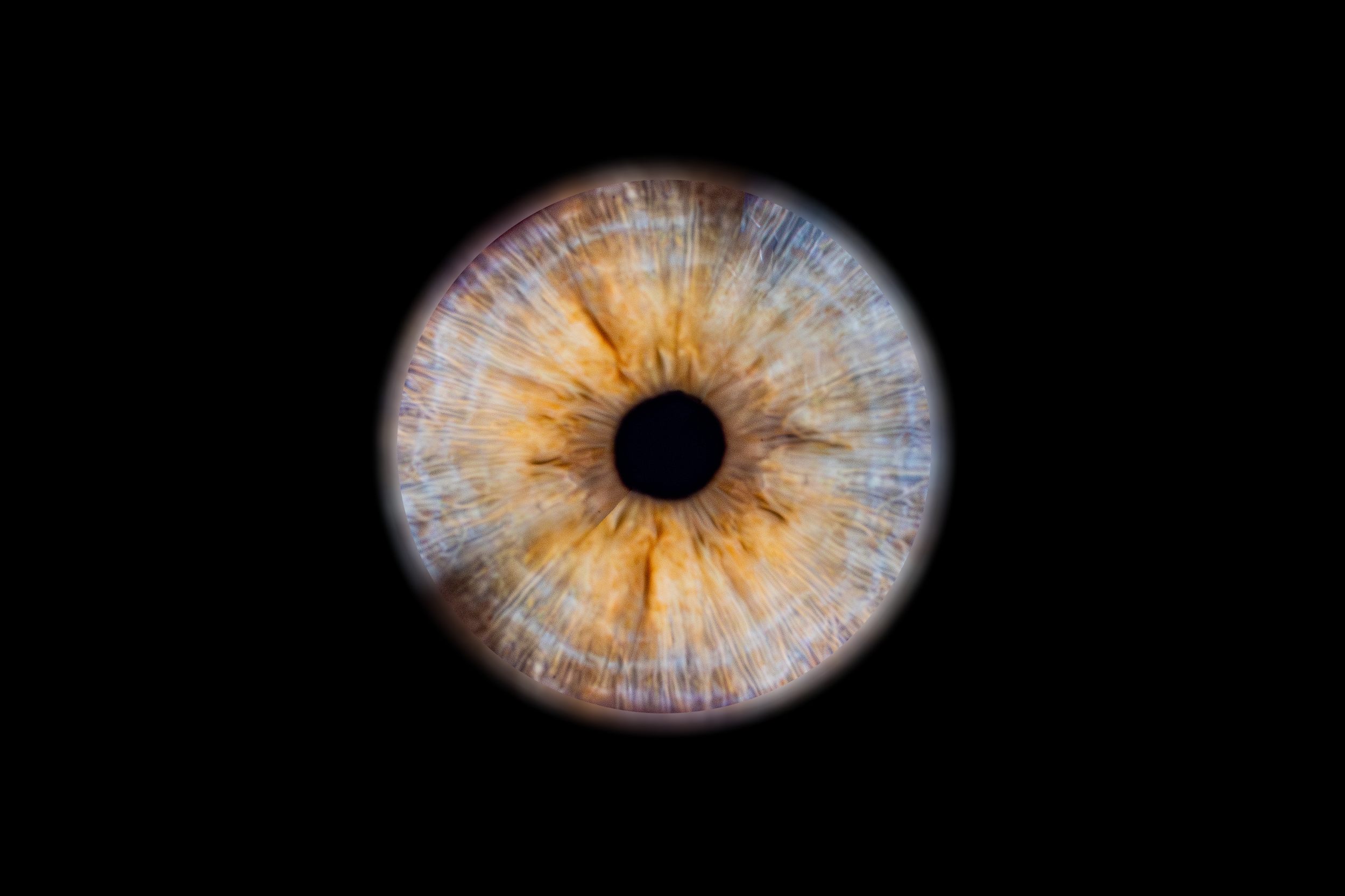 Iris Soan.png