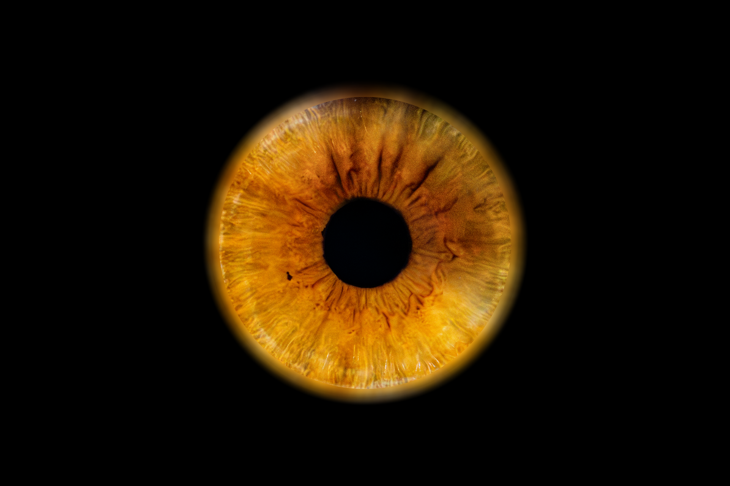 Iris Anna 2.png