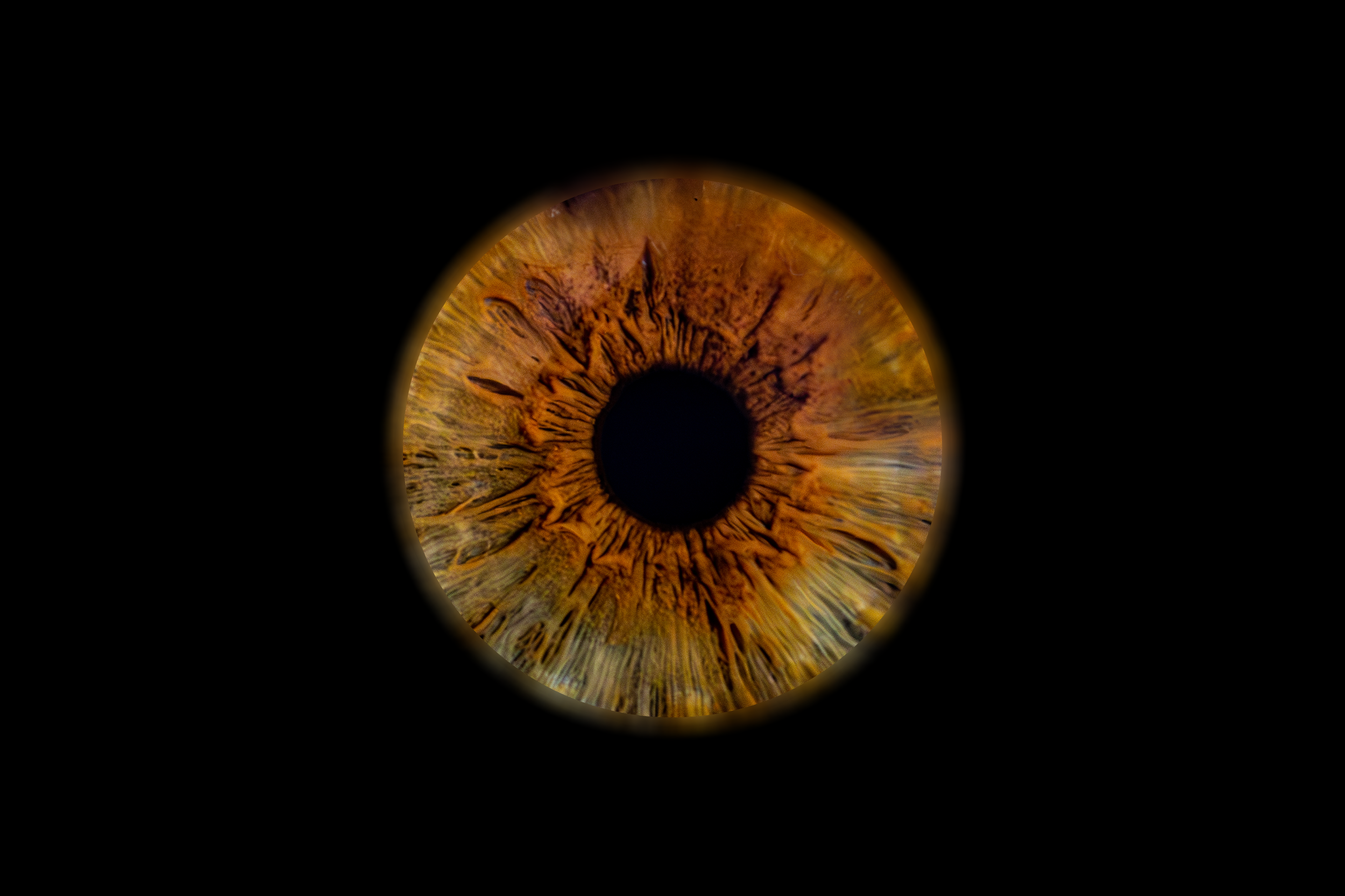Iris Yanis.png