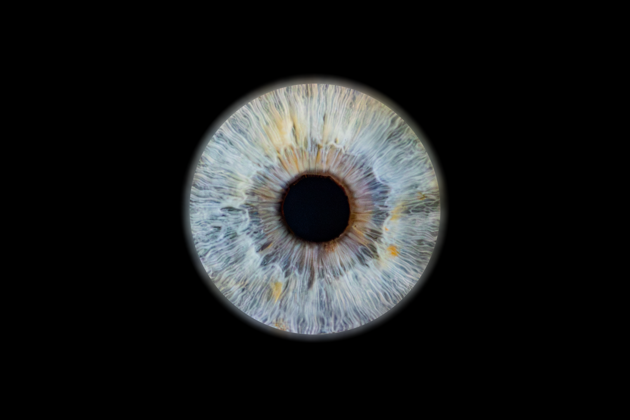 Iris Brigitte.png