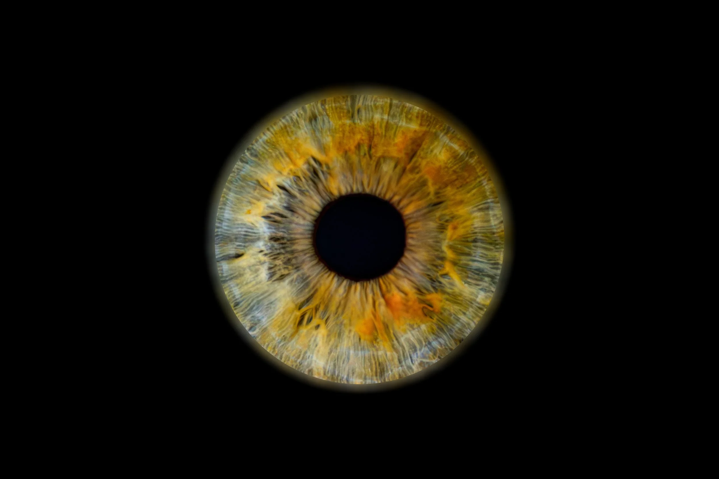 Iris Audrey.jpg