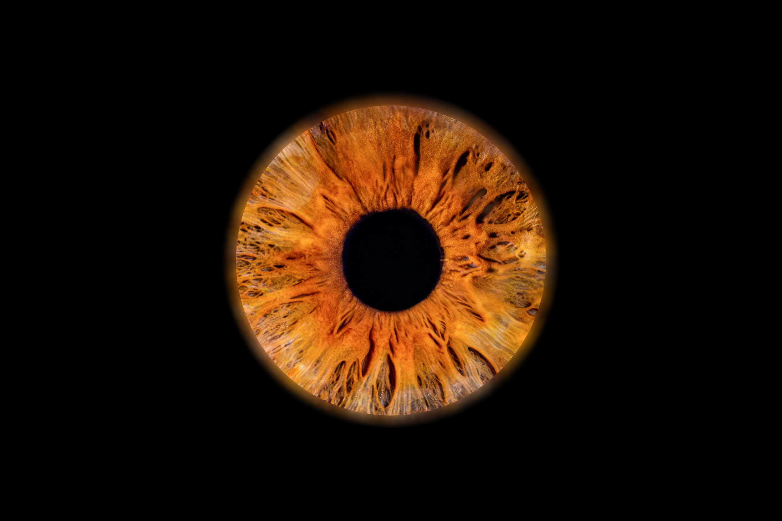 Iris Joé.png