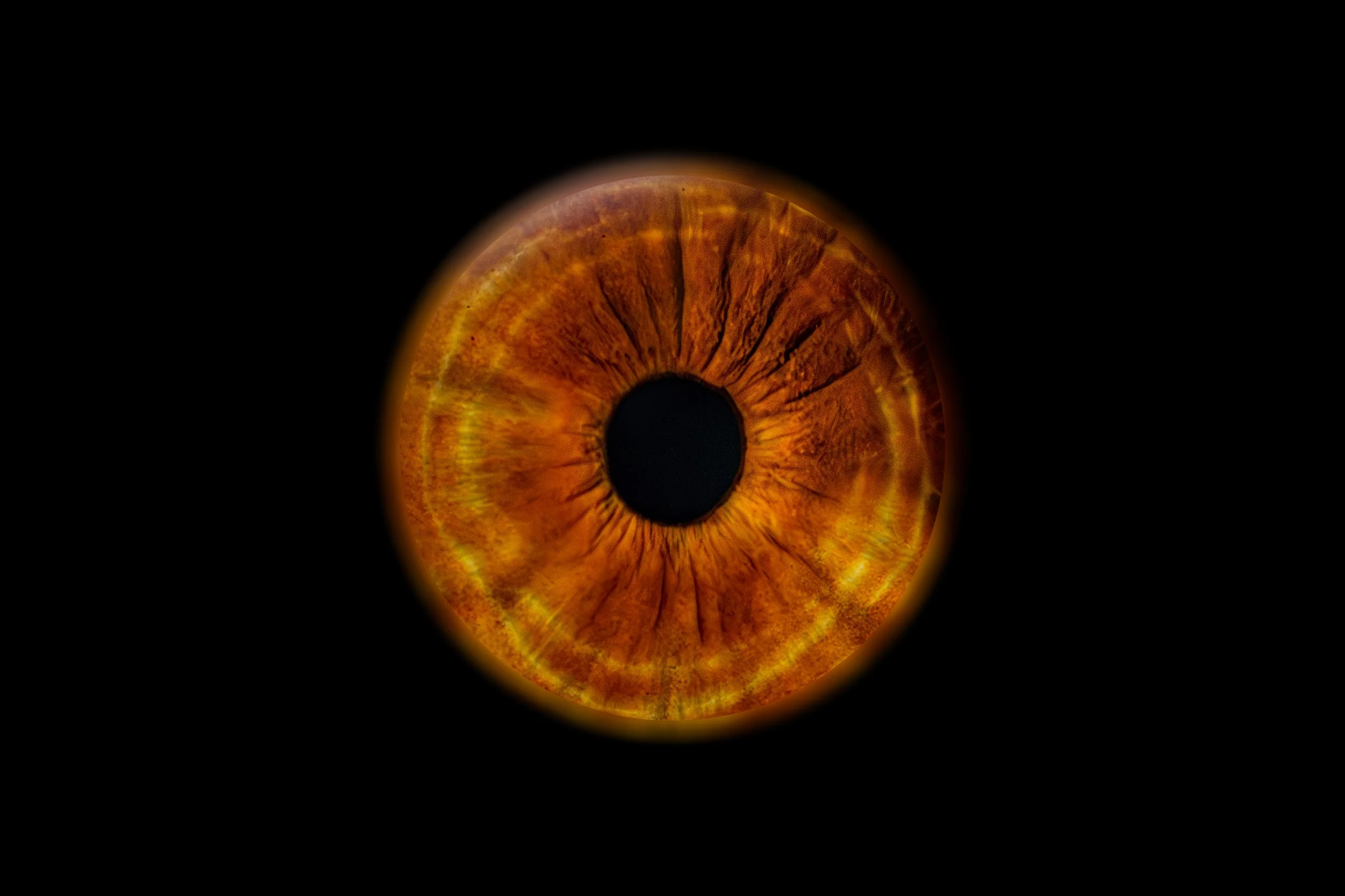 Iris Lydie.jpg