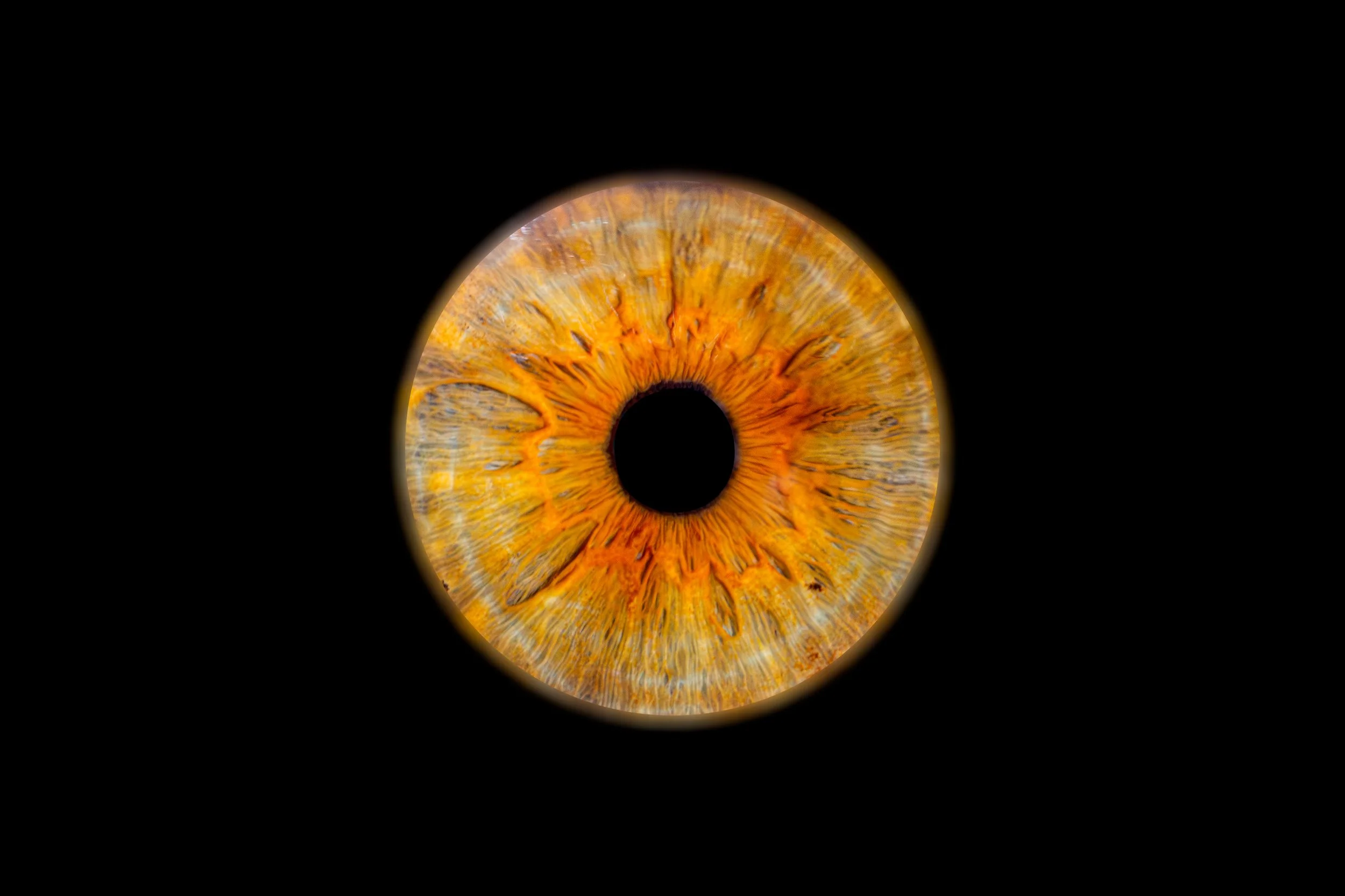 Iris Carine.jpg