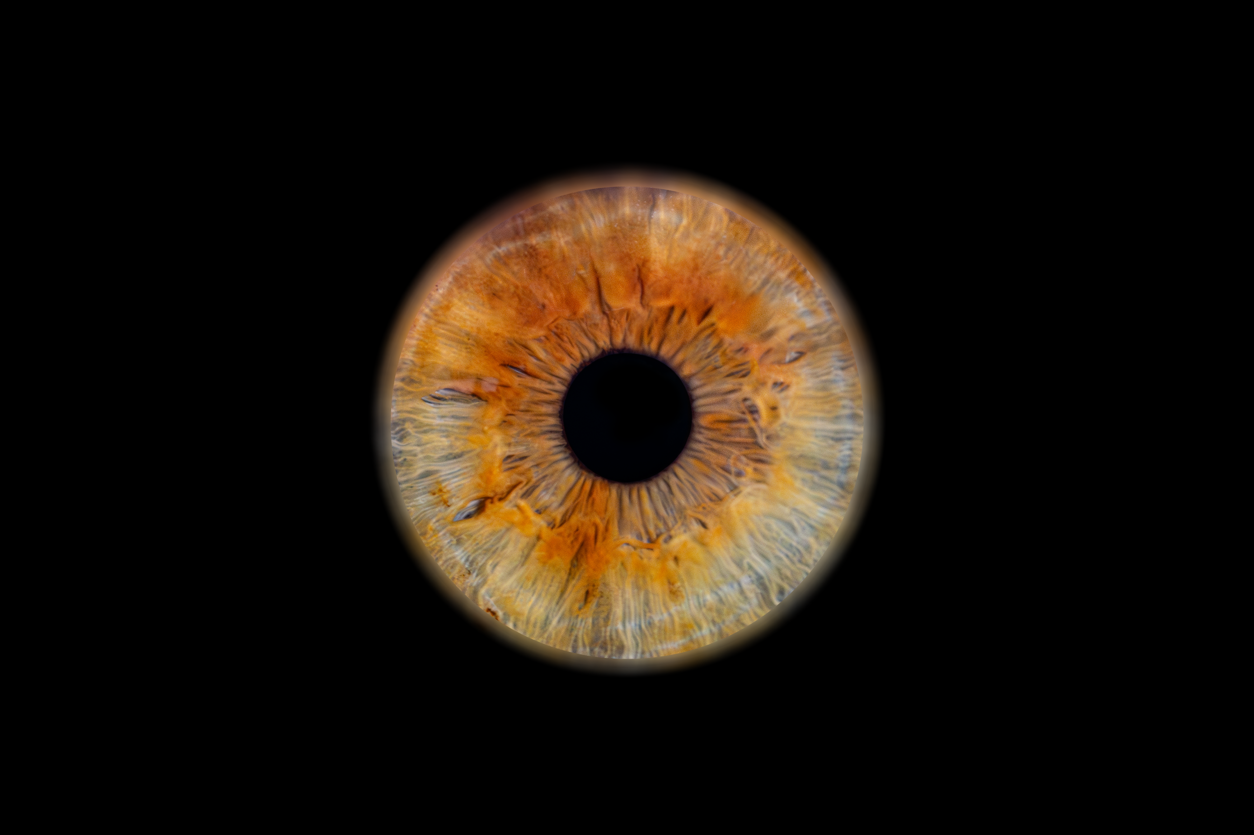 Iris Jérémy.png