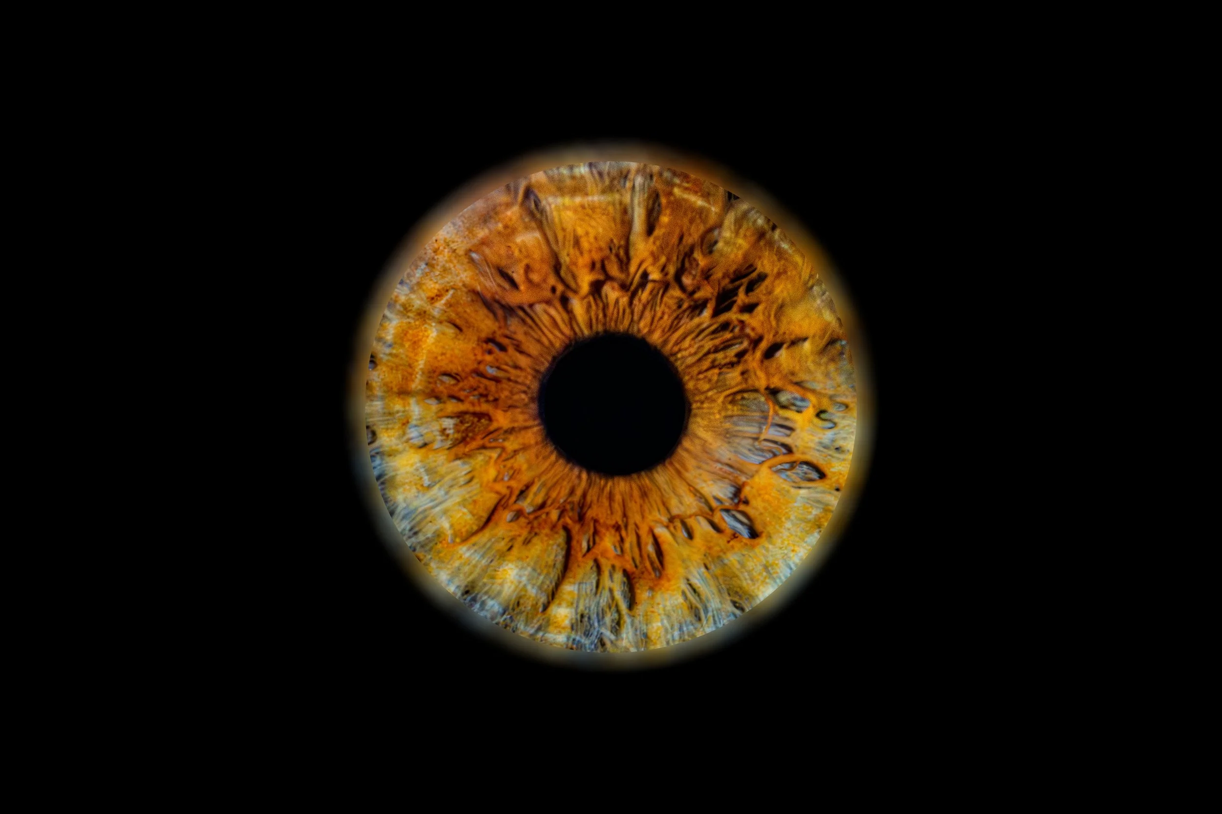 Iris Eloise.jpg