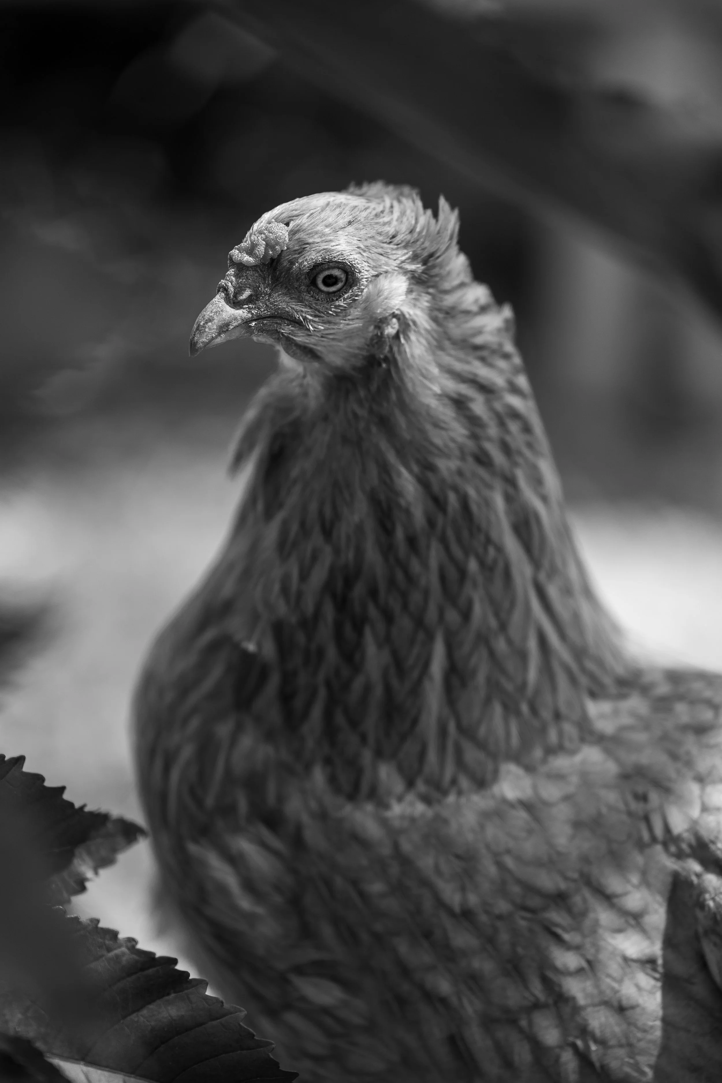 poules-03.jpg