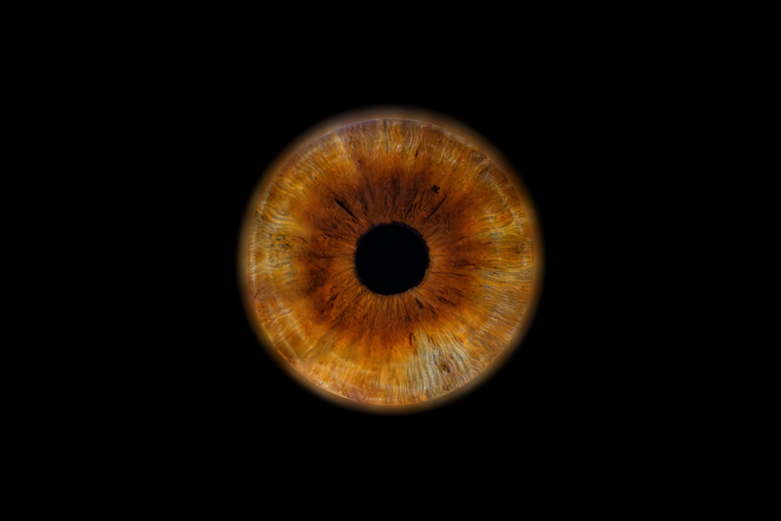 Iris Chloé 2.jpg