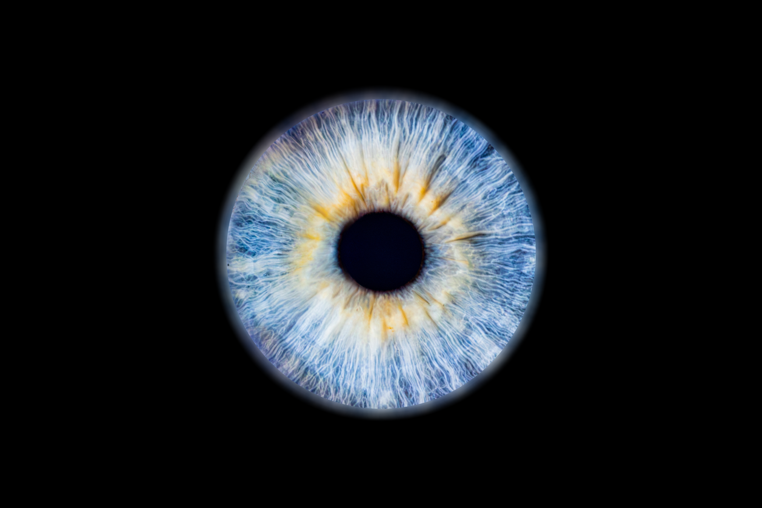 Iris Enzo.png