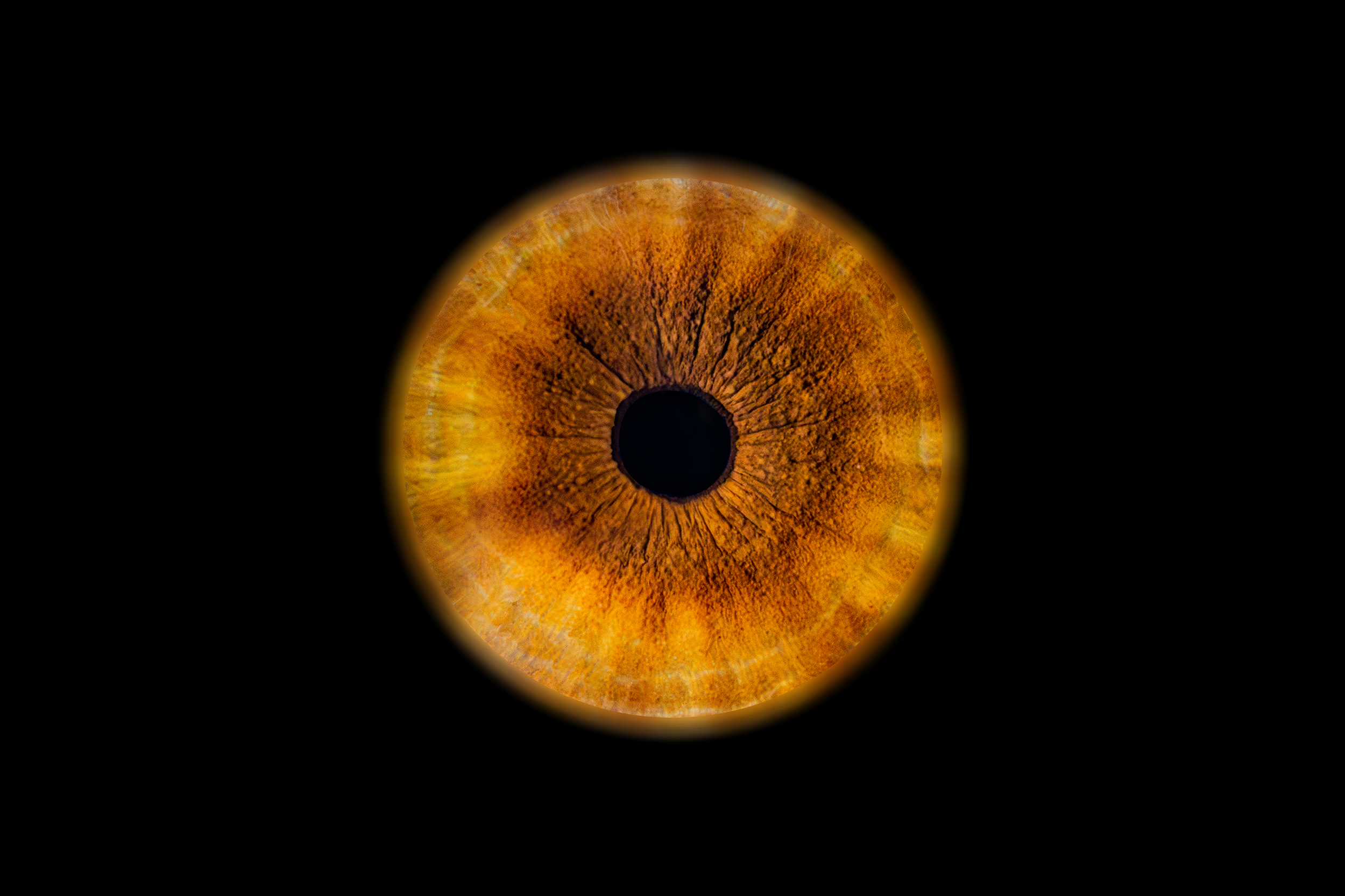Iris Eva.png