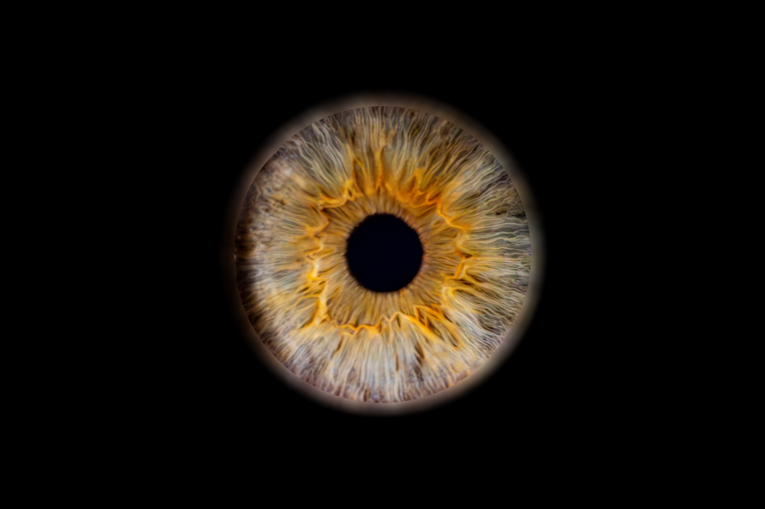 Iris Noam.png