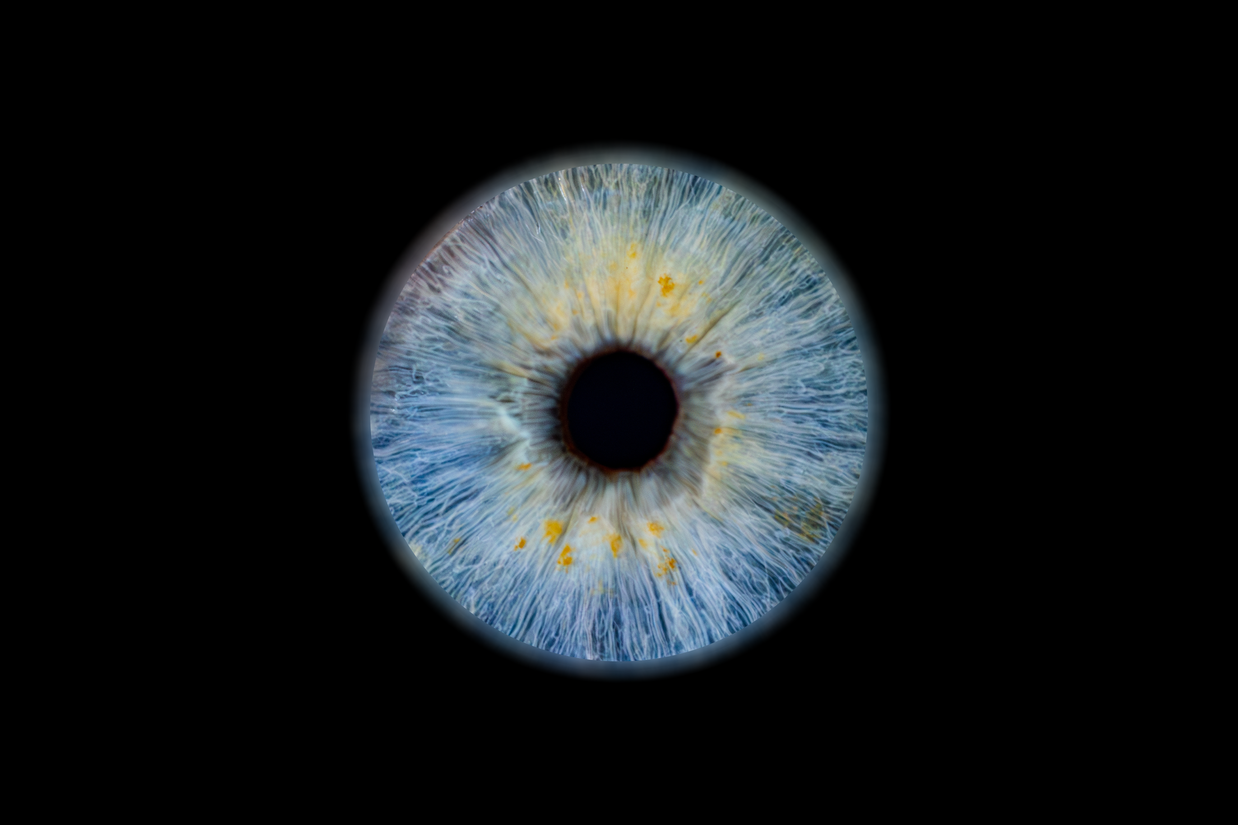 Iris Jeremy.png