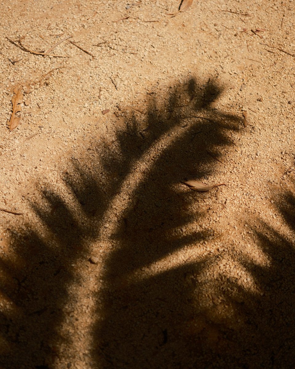 classic negative web res-8.jpg