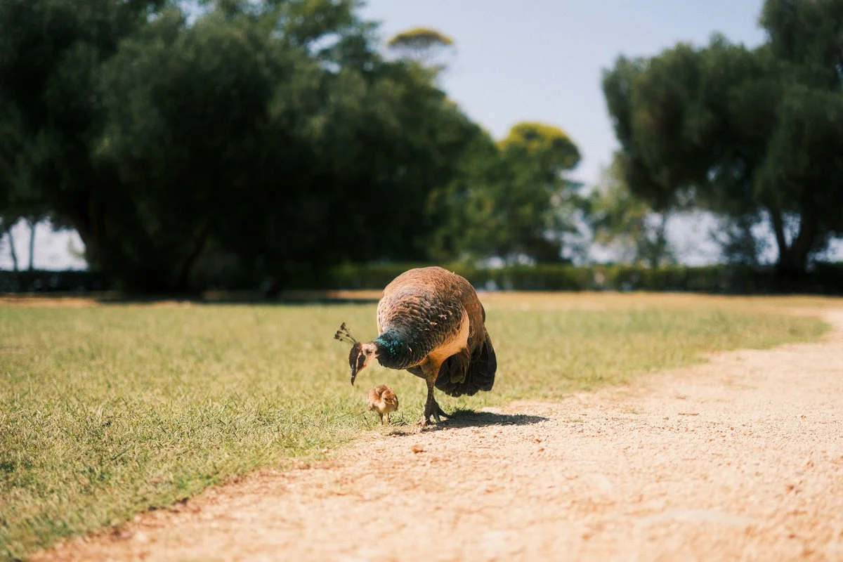 classic negative web res-5.jpg