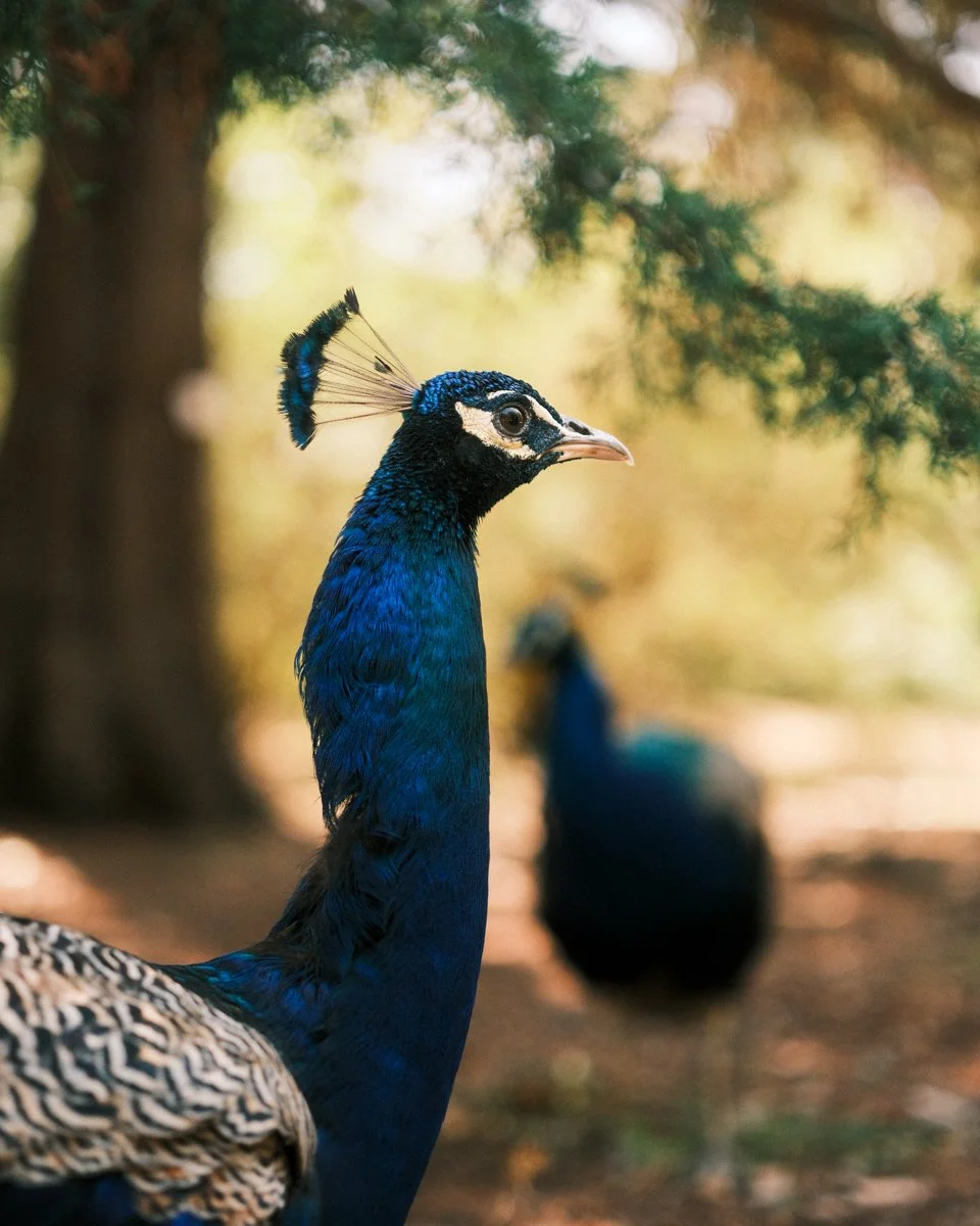 classic negative web res-19.jpg