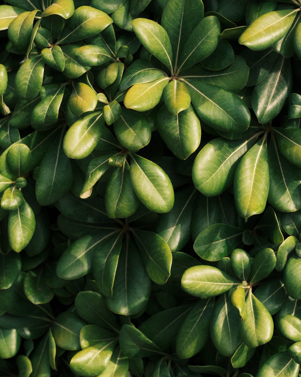 classic negative web res-17.jpg