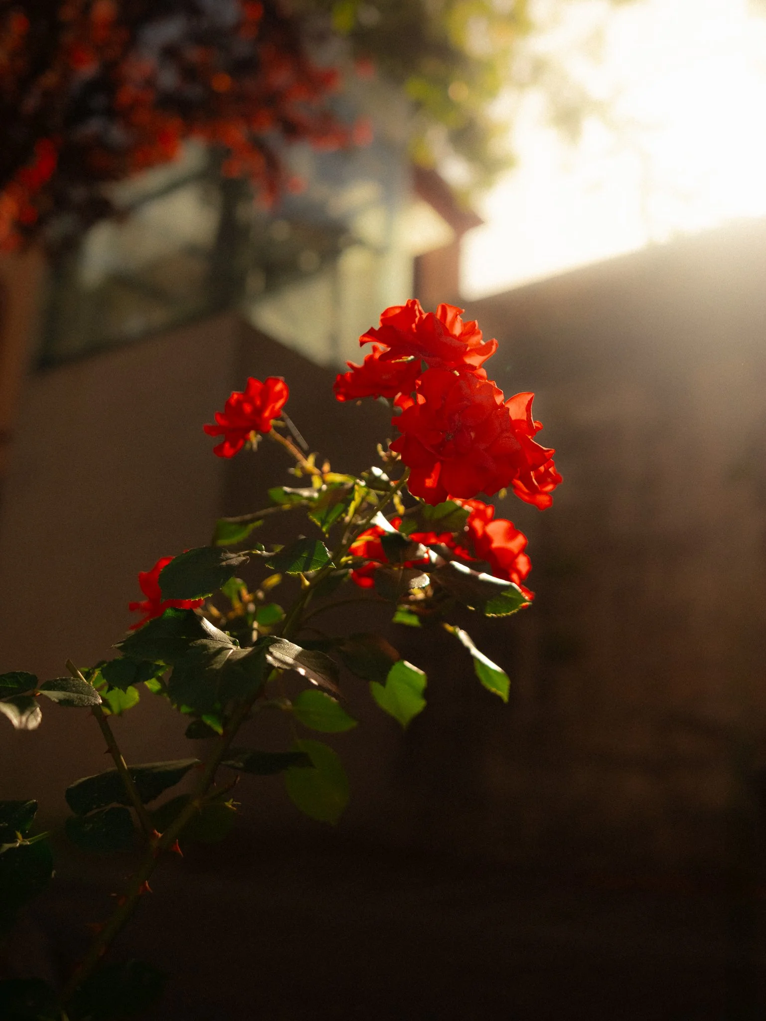 DSCF4451.jpg