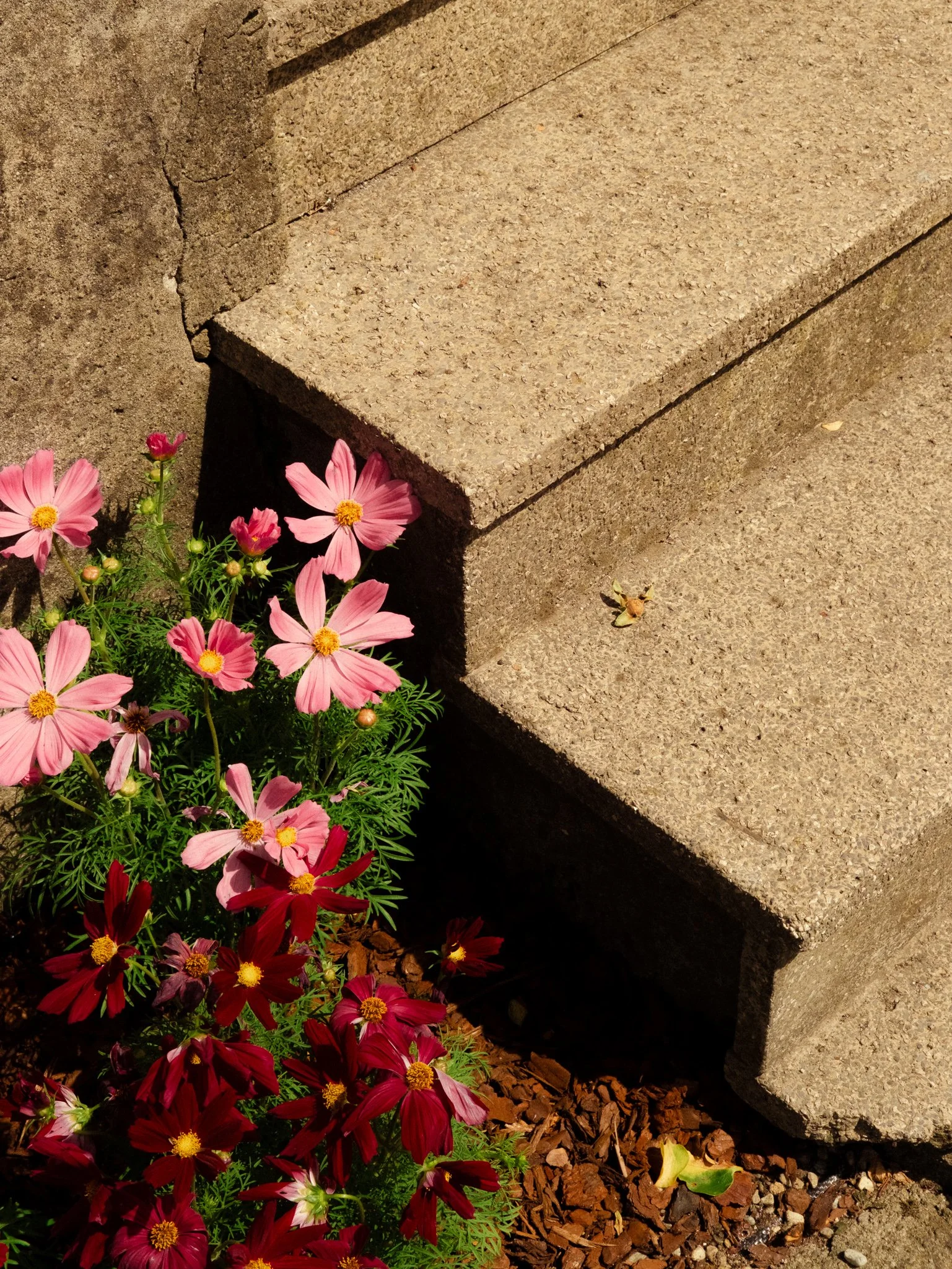 DSCF5700.jpg
