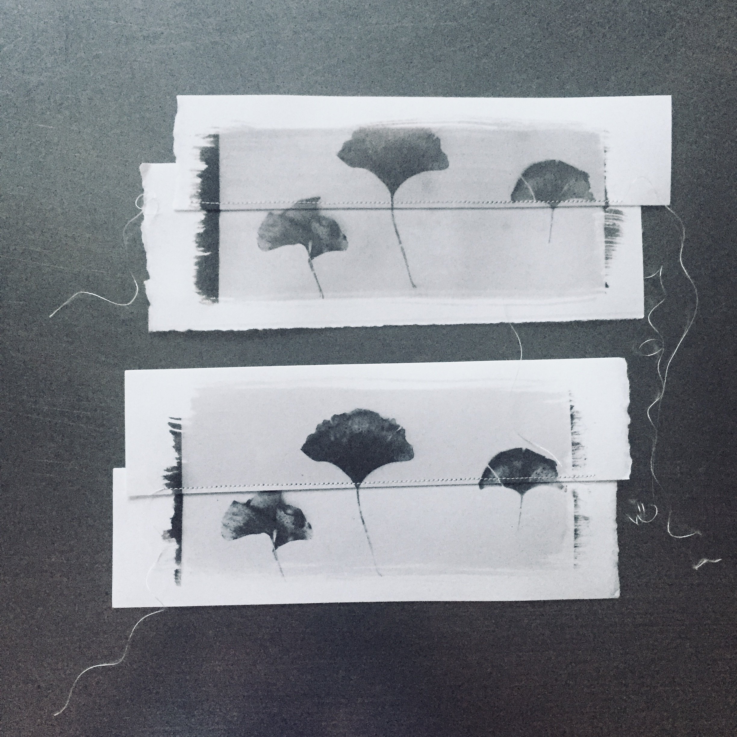 Playing with ginkgo leaf images.