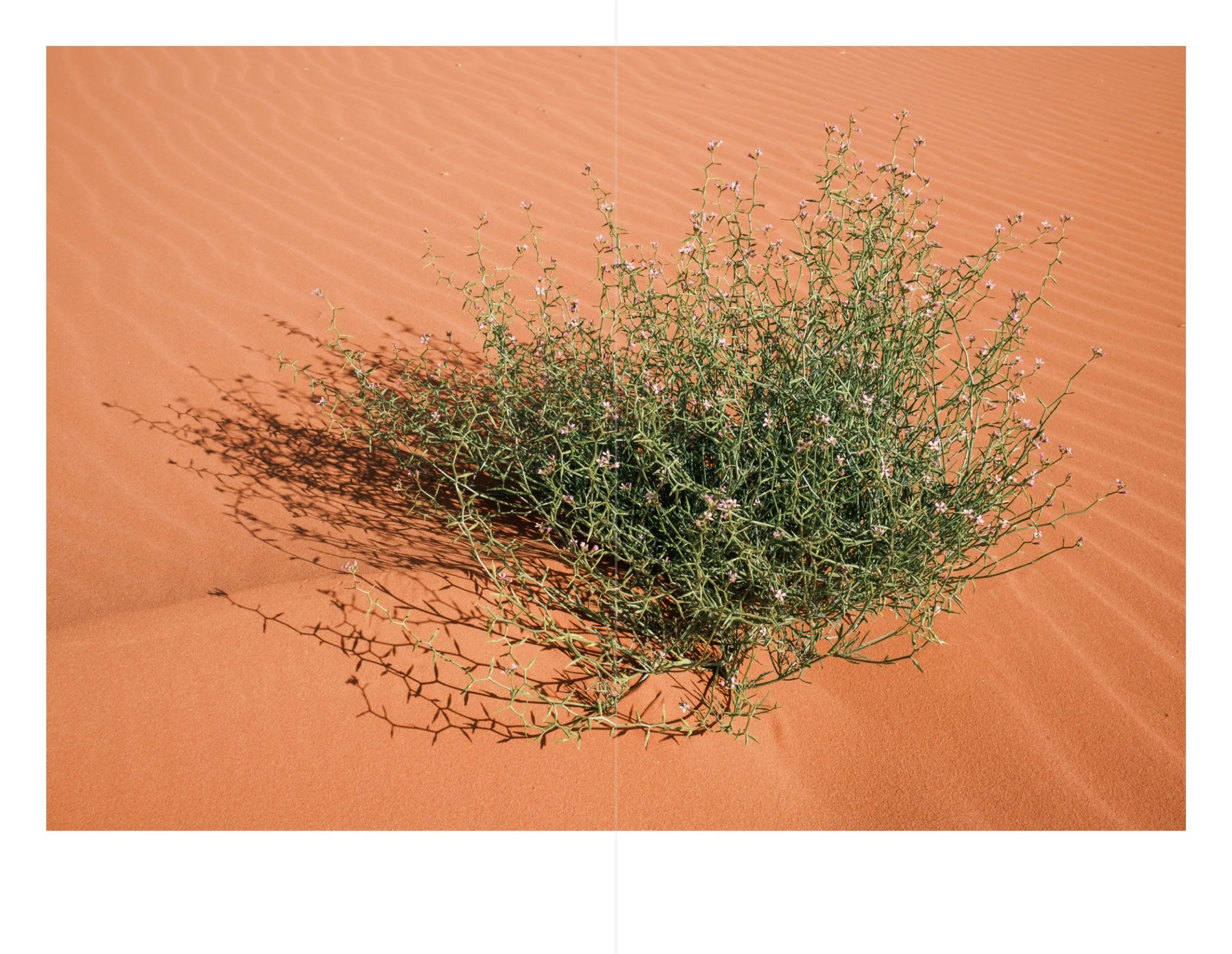 Petra for web 23.jpeg