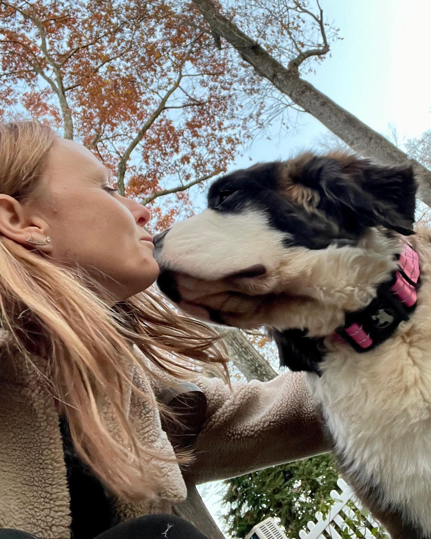 Carli&rsquo;s new bundle of fluffy love arrived this weekend. Welcome to the Squad &amp; the Silver Family, Winnie! &hearts;️
. . .
#saintbernard #puppiesofinstagram #proudmom